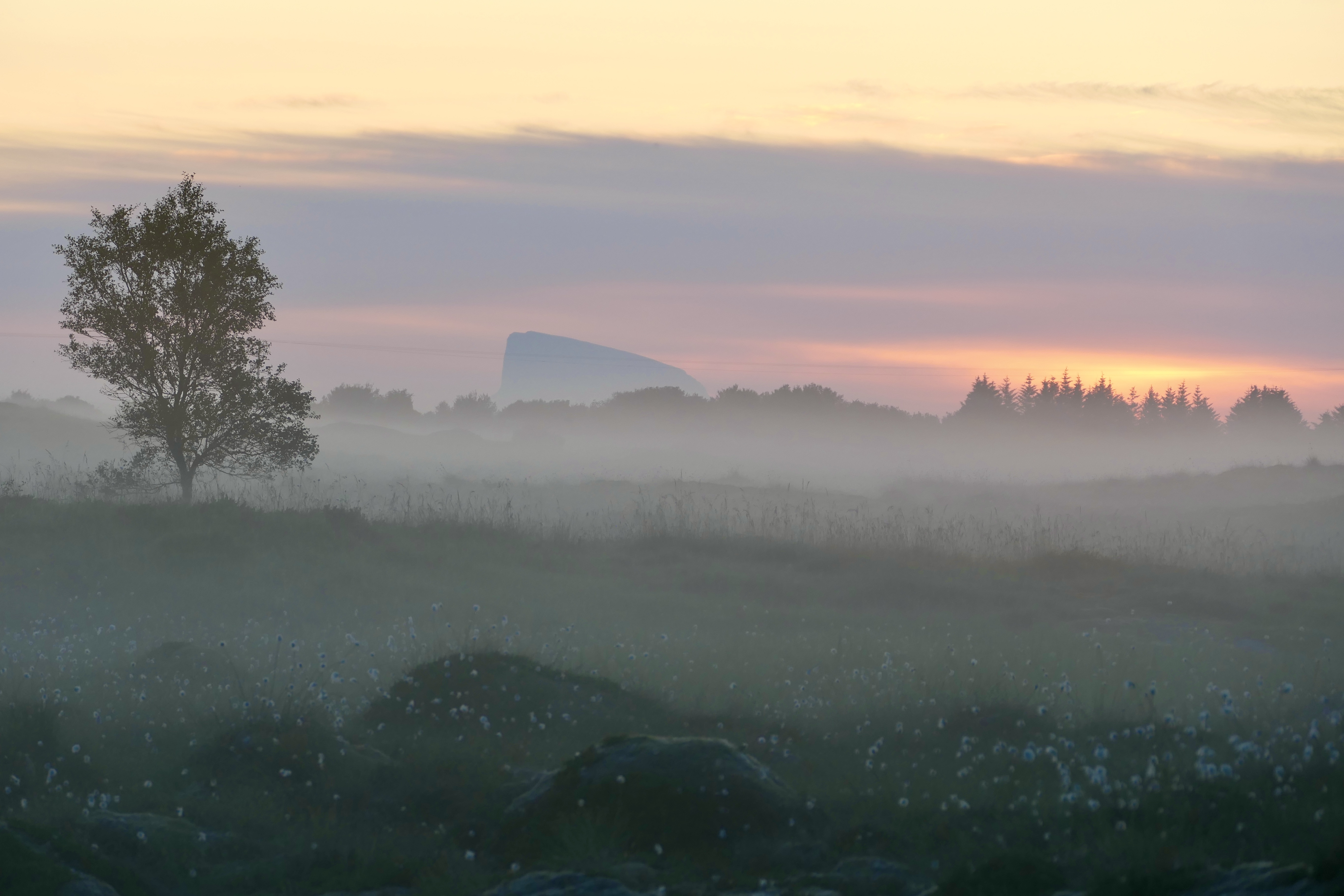 Landscapes, Norway, Sunrise, Mood, Tree, Fog, , Svetlana Povarova Ree
