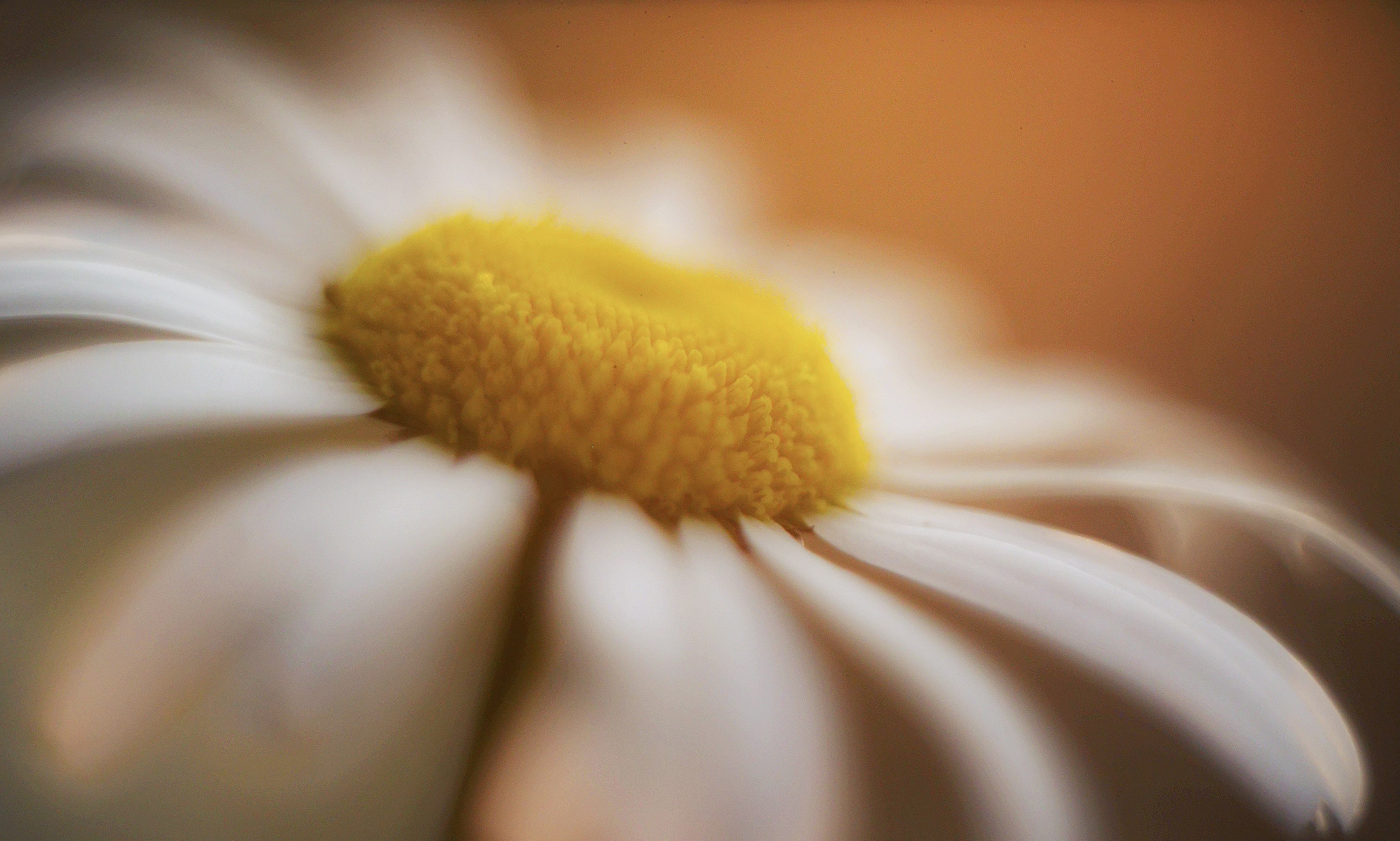 ромашка, цветок, закат, nikon, helios, Natalia Novkis