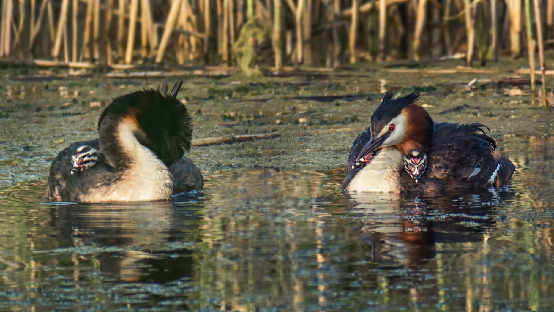 водоплавающие, птица, чомга, птенец, озеро,, Мочалова Марина