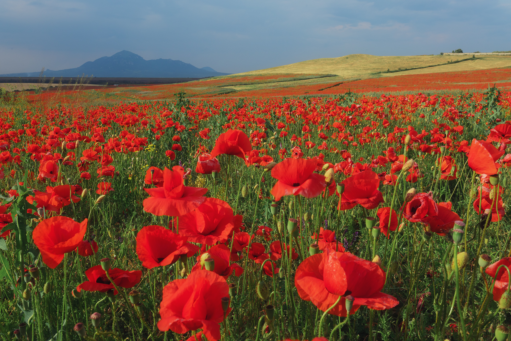 ставрополье, маки, цветы, поле, бештау, Ekaterina Romanova