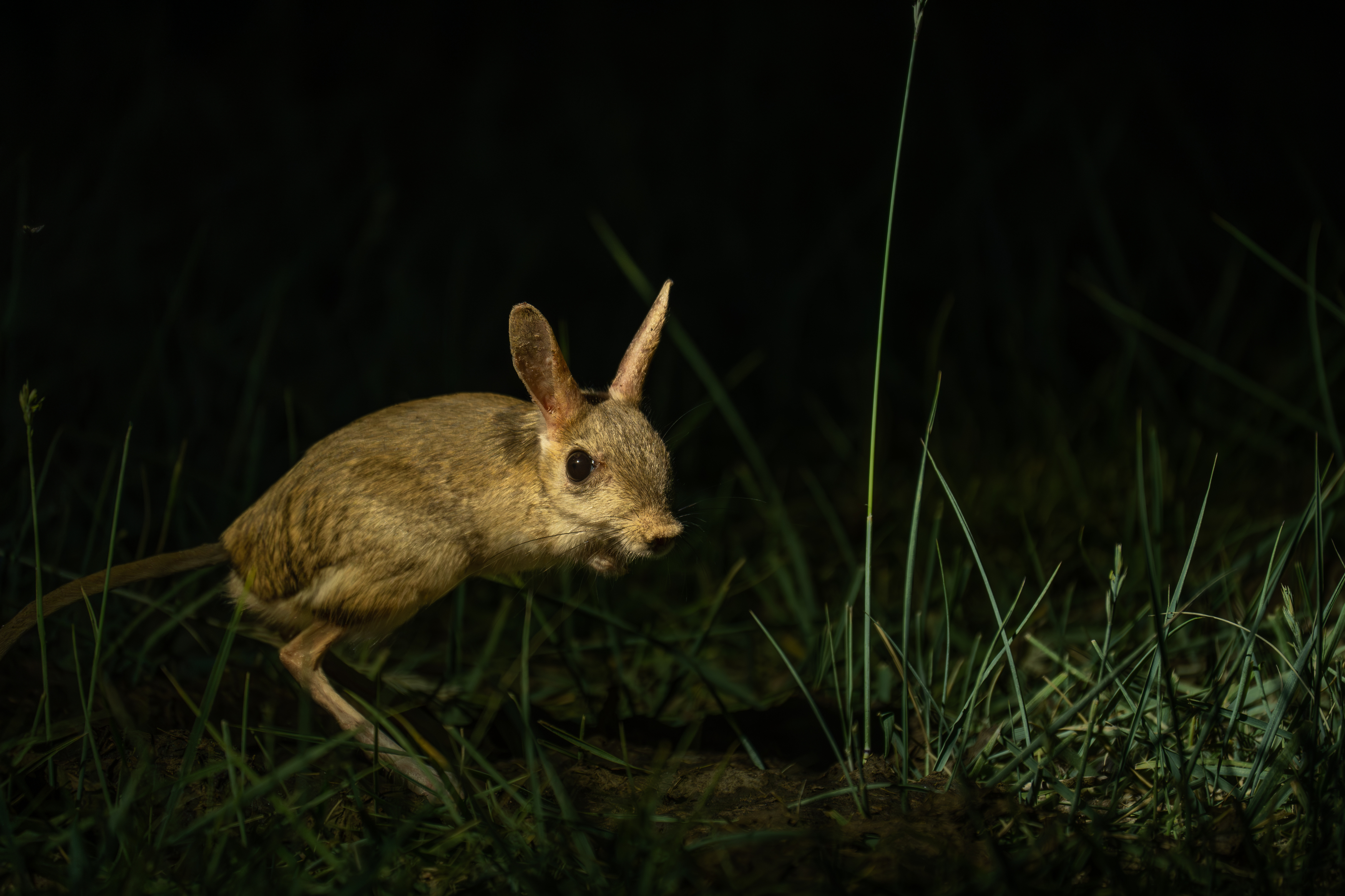 , Владимир Цветов