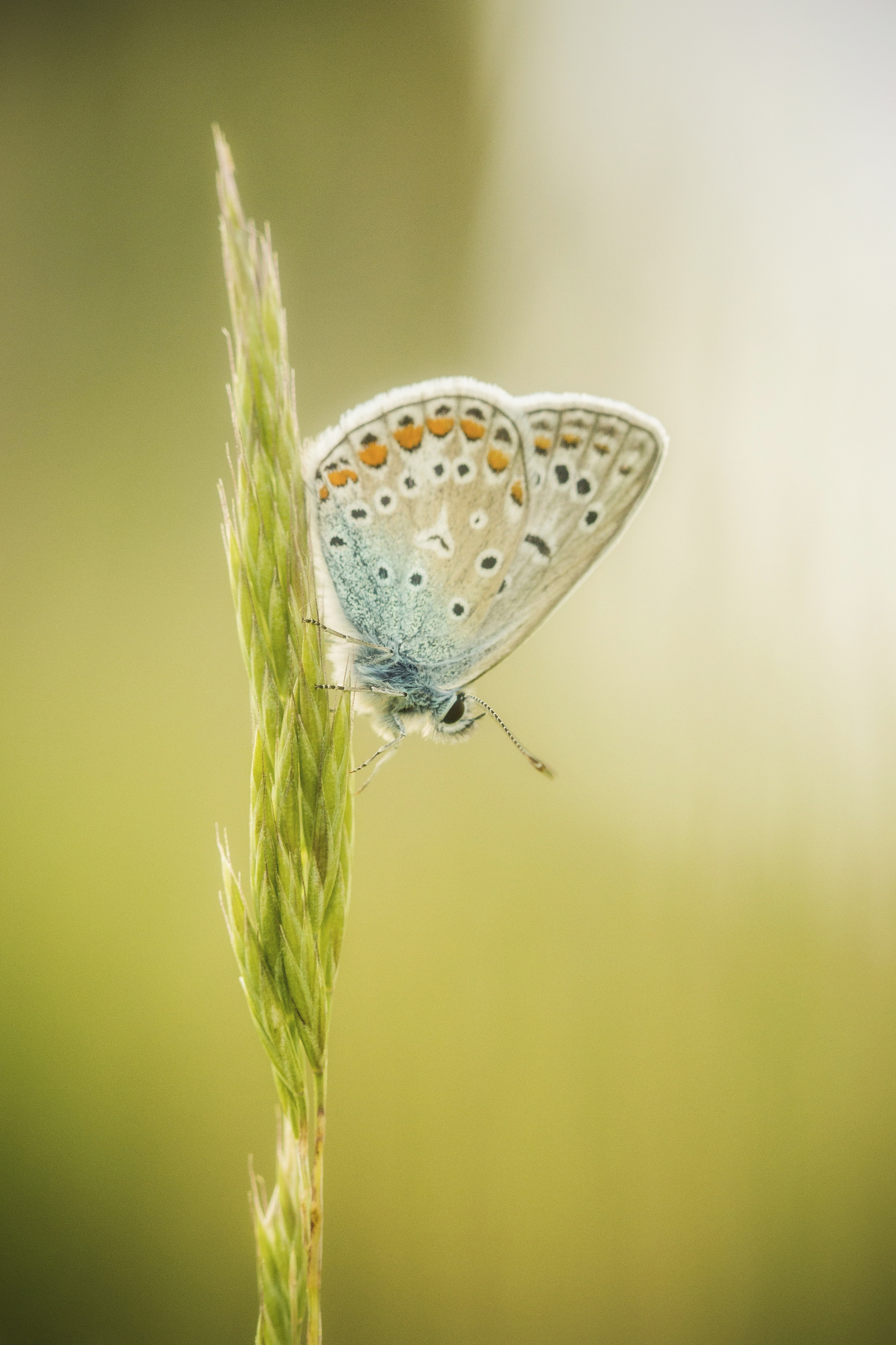 Butterfly, Nature, Insect, Meadow, Grass, Close-up, Wildlife, Animal, Damian Cyfka