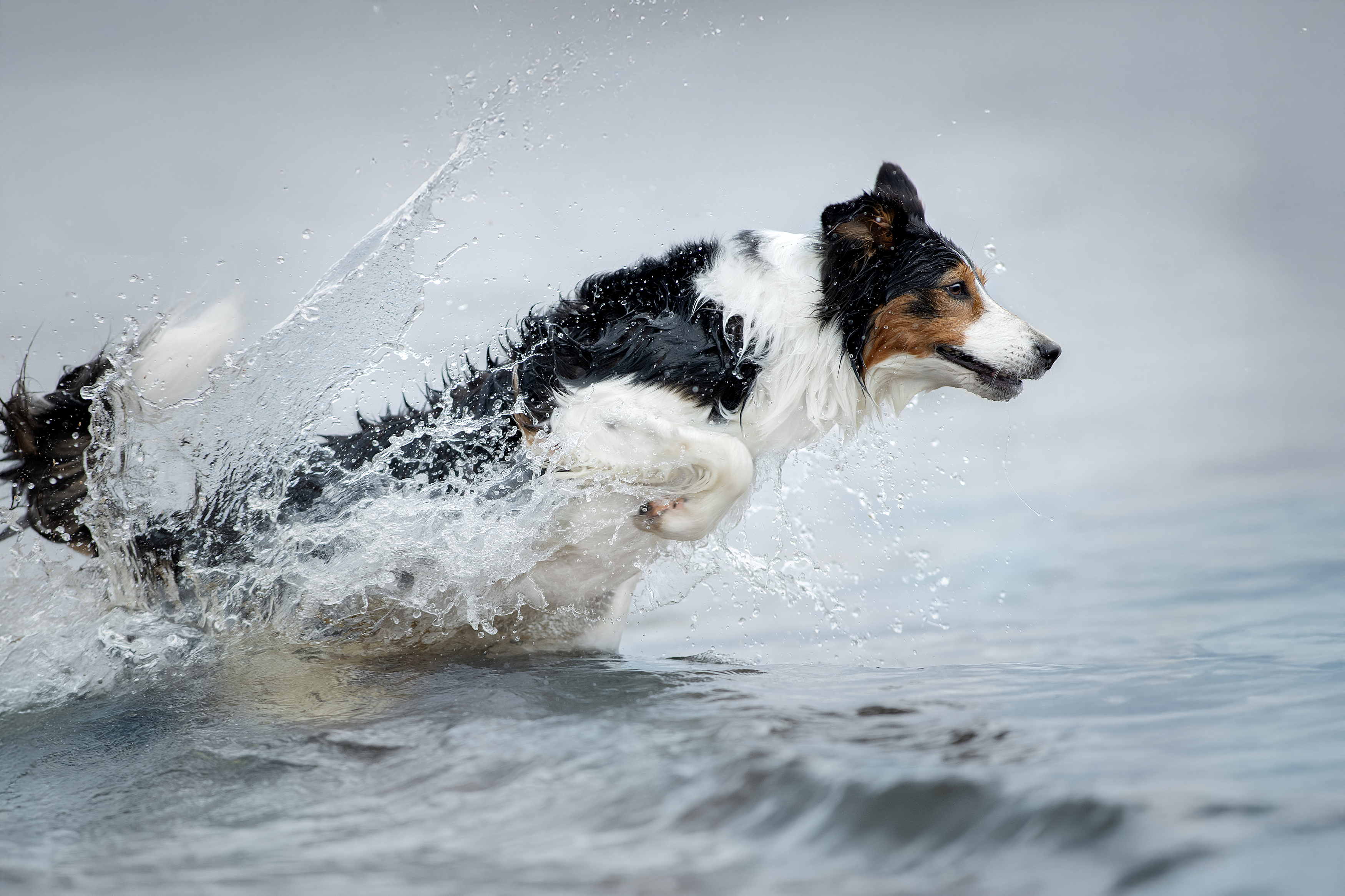 , Светлана Писарева