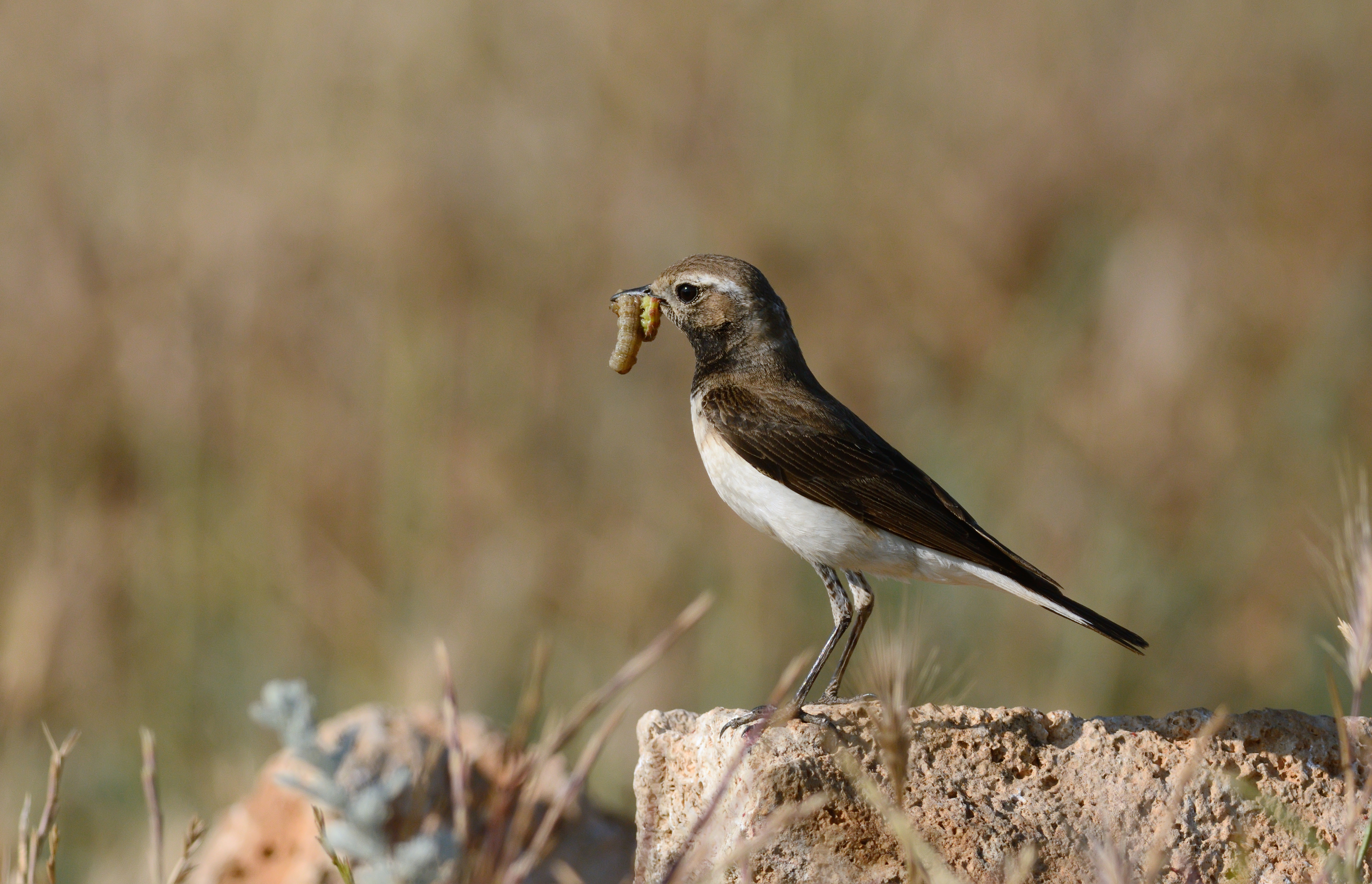 , Сергей Шкарупо