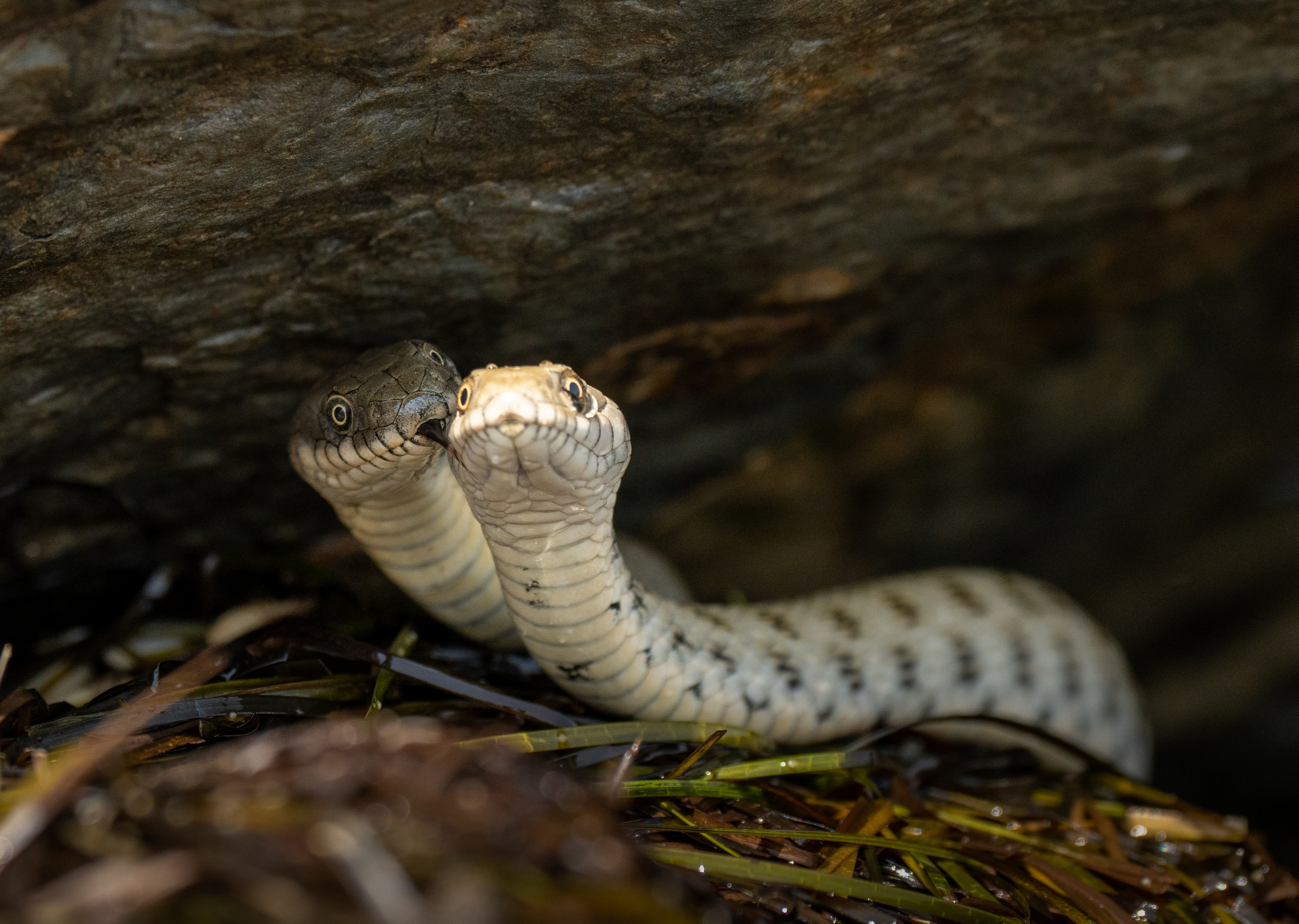 , Владимир Цветов