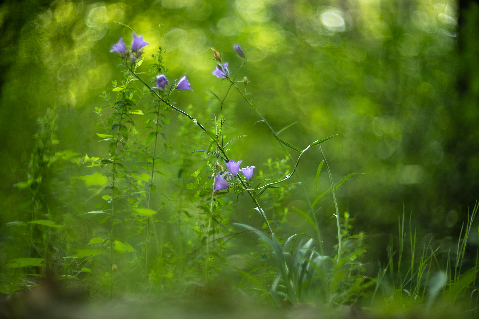 цветы, утро, свет, россия, воронеж, позитив, лес, nikon d 850, гелиос-40-2 1,5/85 никон., Мещеряков Геннадий