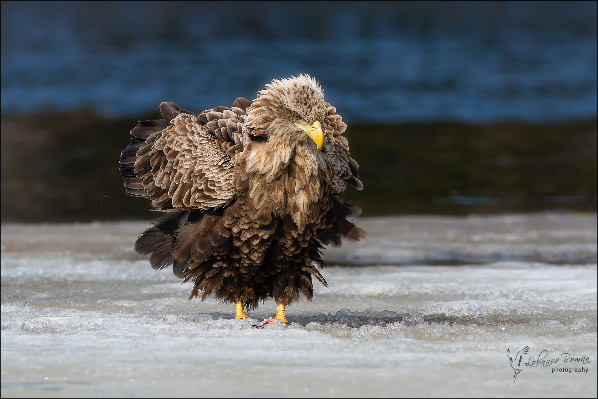 , Лобанов Роман