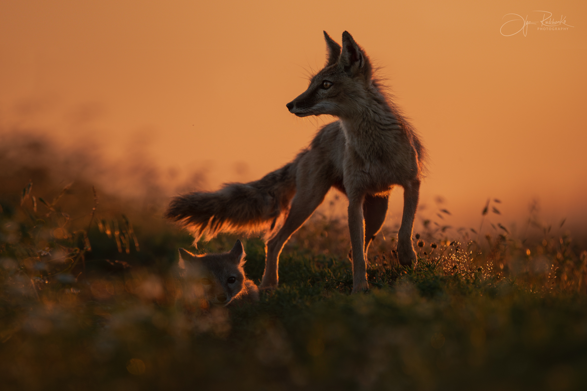 корсак, калмыкия, степная лиса, корсачонок, дикая природа, wildanimals, корсачата, vilpus corsac, corsac, корсаки, маныч, маныч-гудило, черные земли, Рудченко Ольга