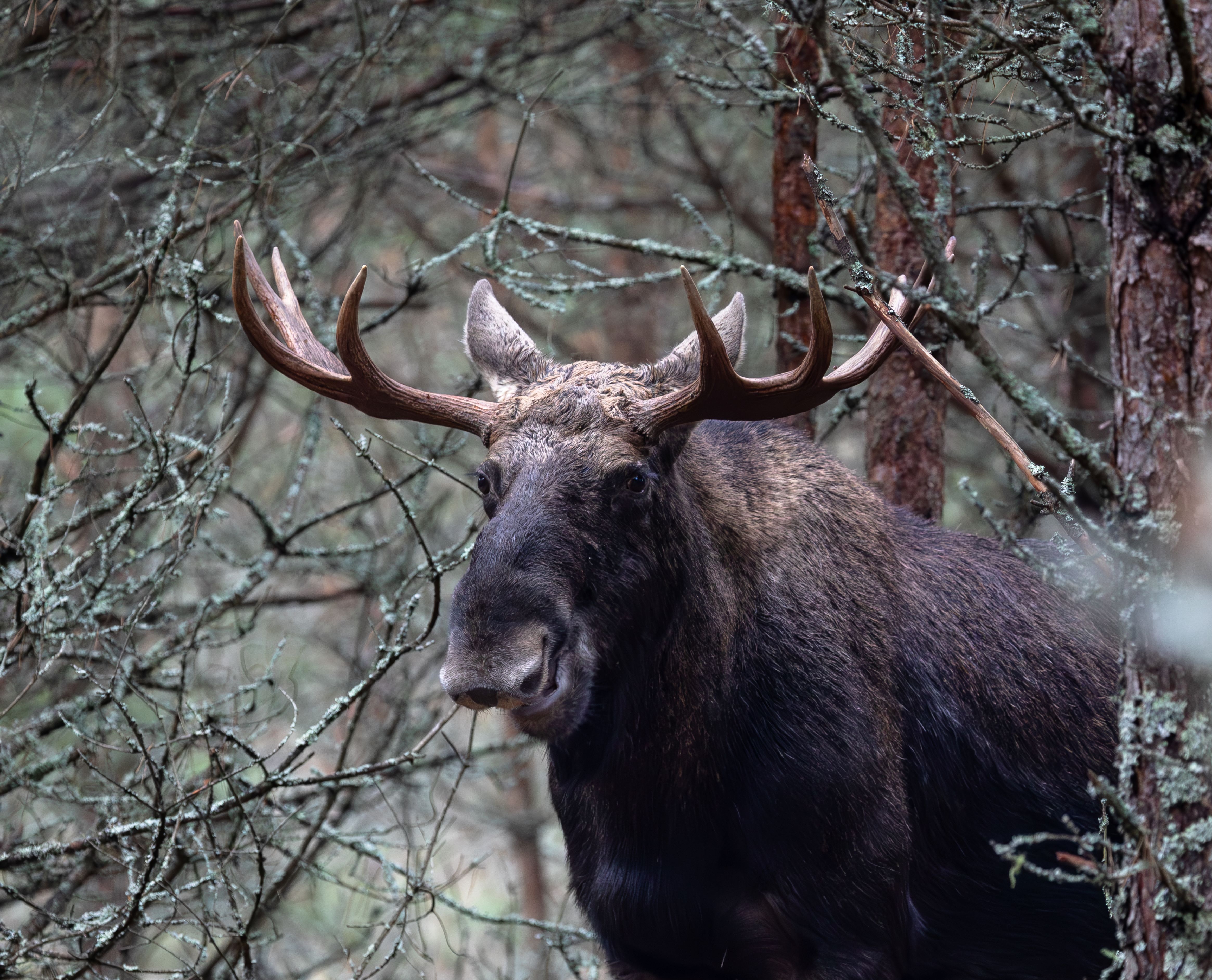 , Веревченко Михаил