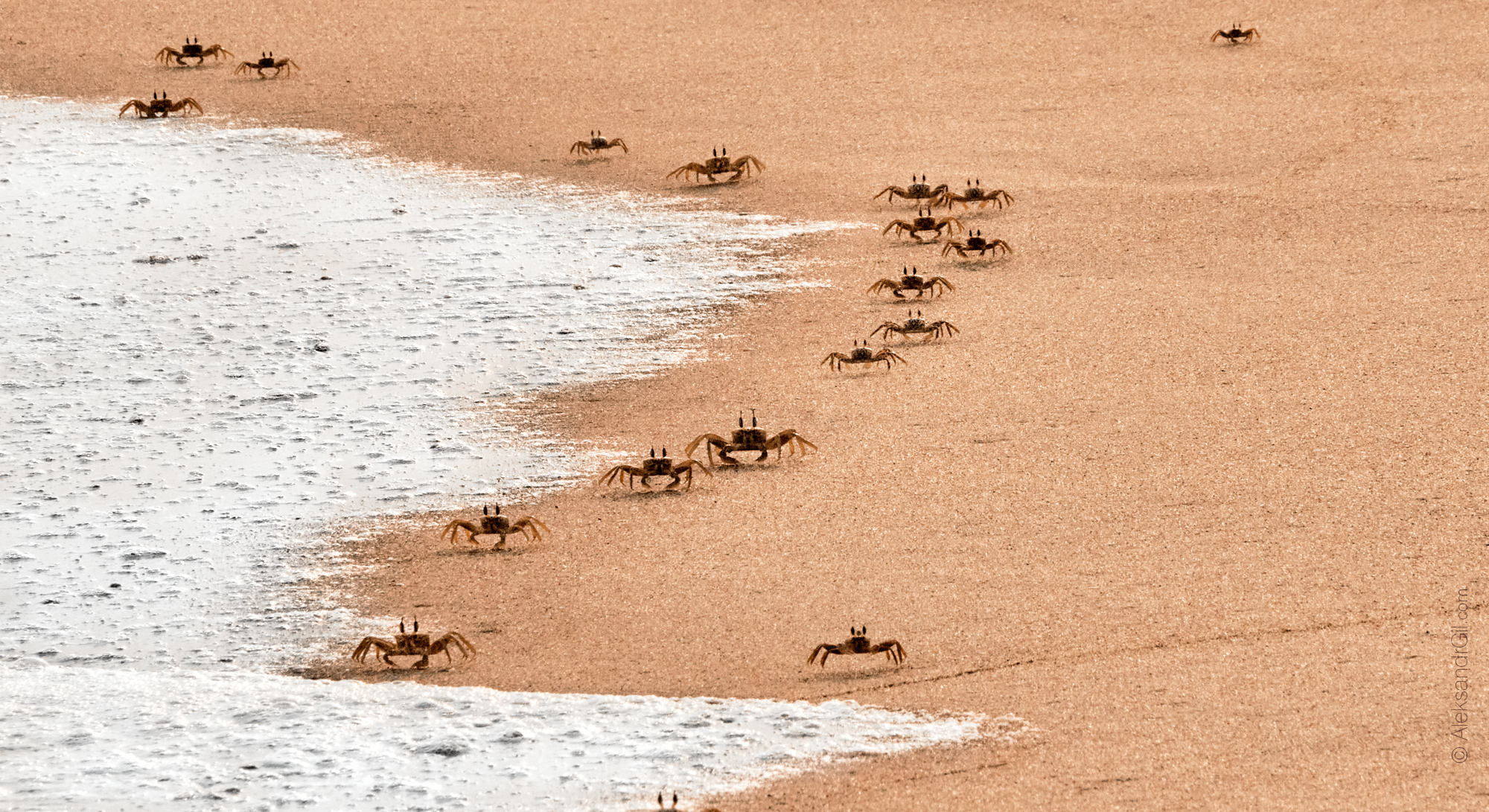 , Гиль Александр