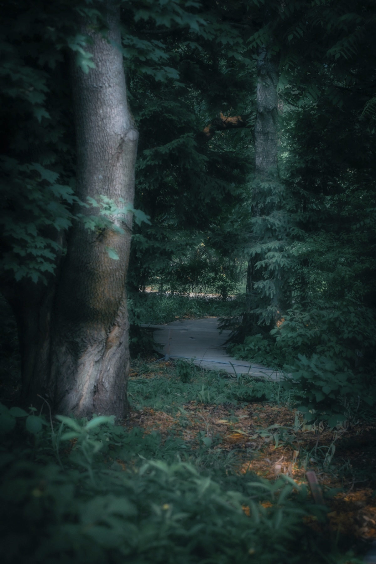 пейзаж, landscape, nature, природа, лето, summer, лес, forest, Julia Kaissa