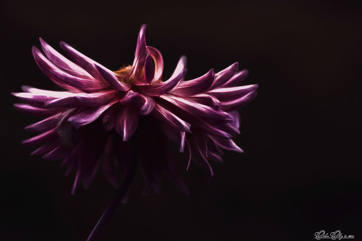 , Орлов Олег