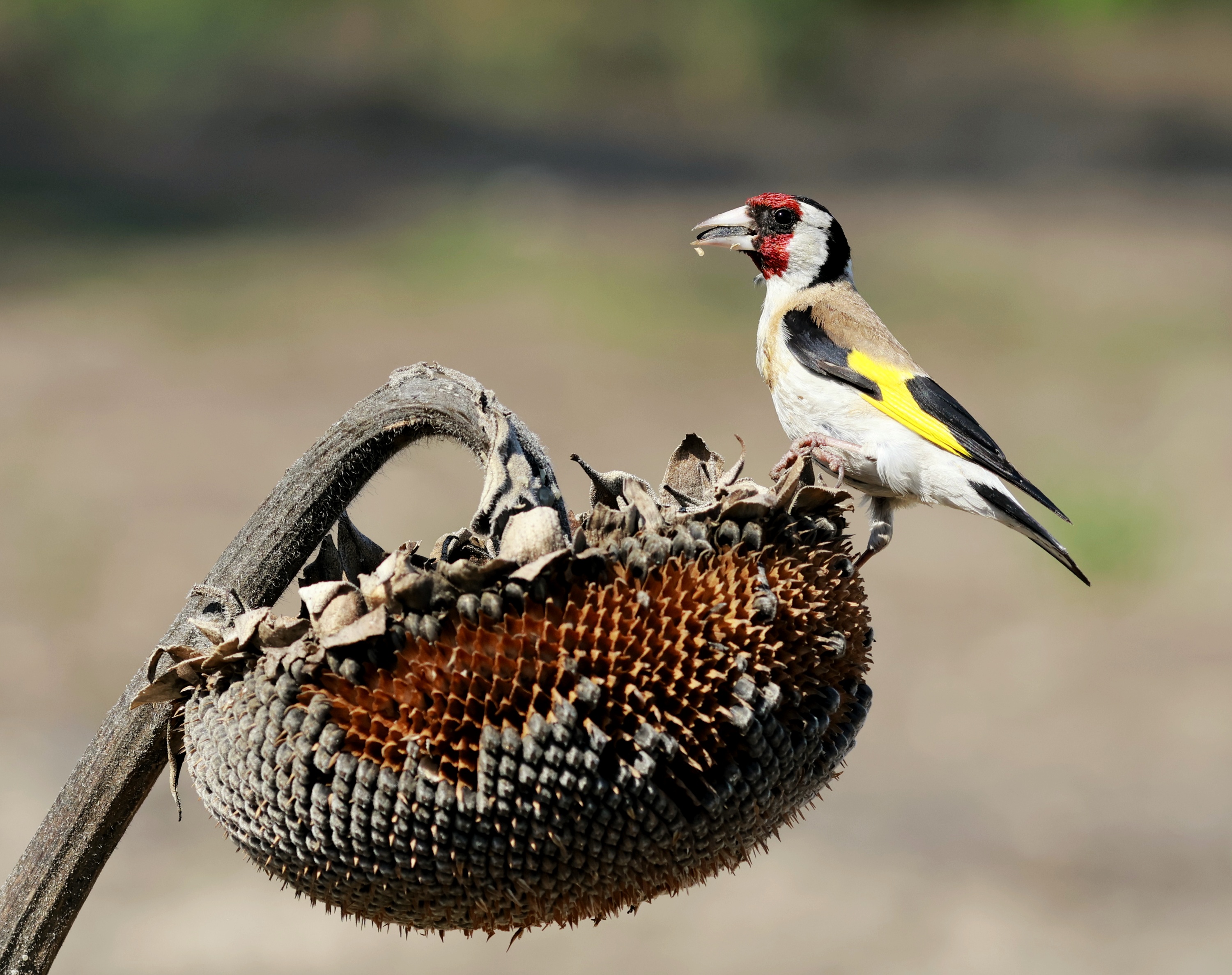 , Валерий Черняк