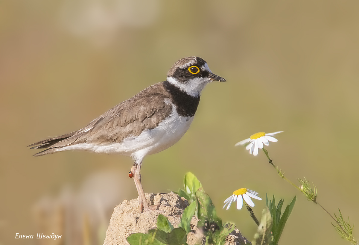 bird of prey, animal, birds, bird, animal wildlife, nature, animals in the wild, малый зуёк, little ringed plover, птицы, птица, Елена Швыдун