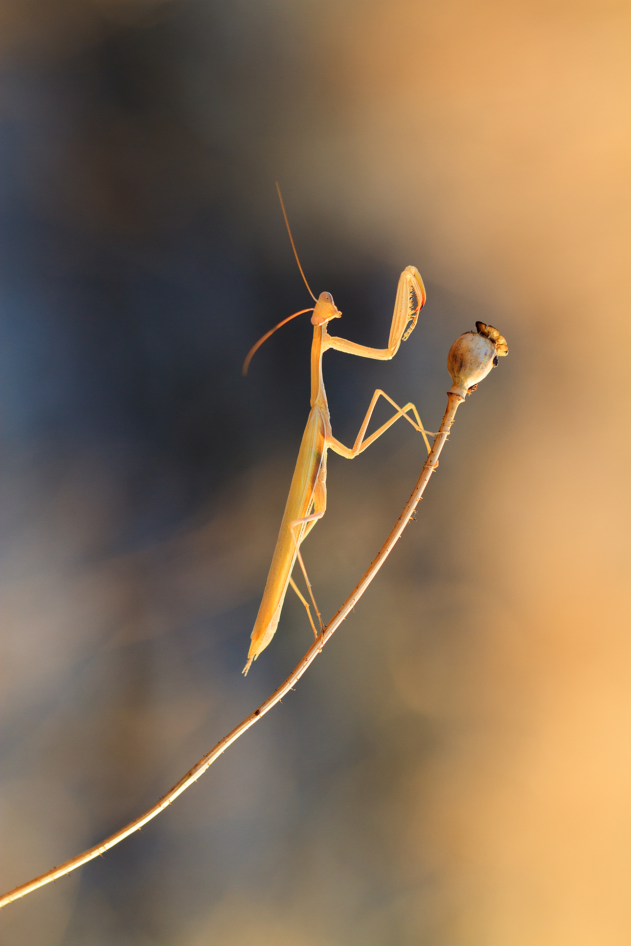 , Станка Петрова