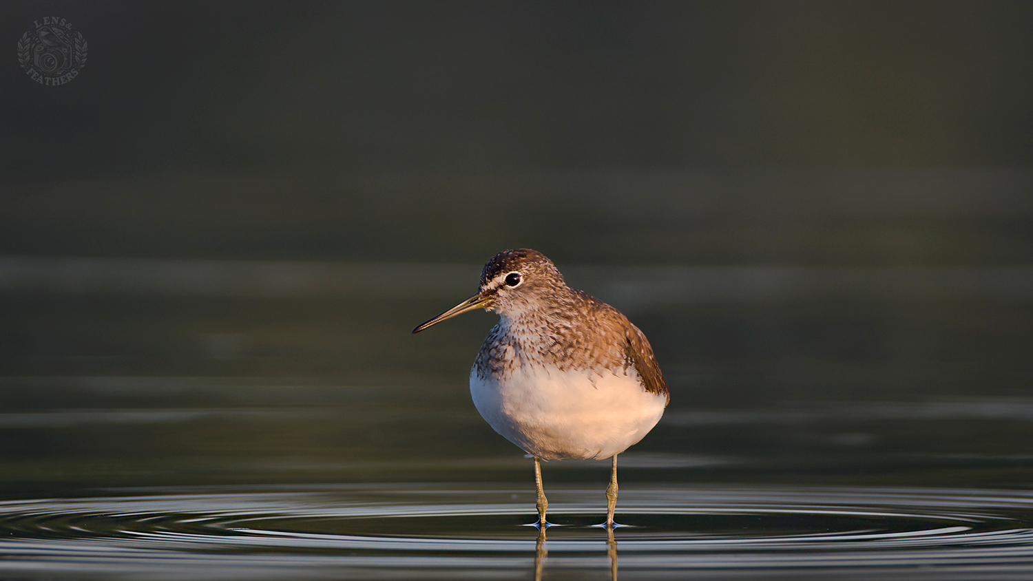 , Евгени Стефанов