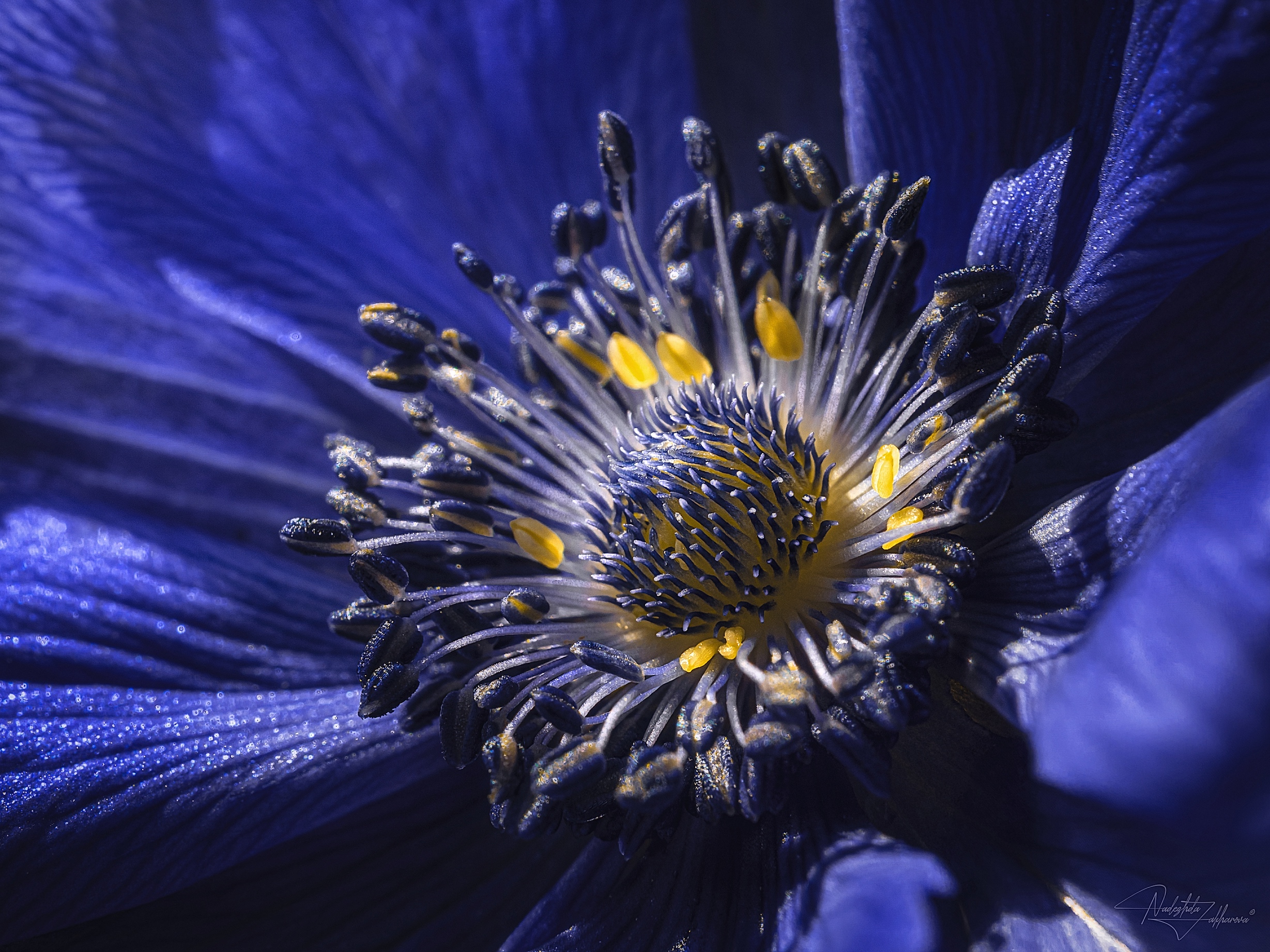 цветы, ветреница, анемона, макро, макро цветы, цветы в деталях, лето, лето 2025, Захарова Надежда