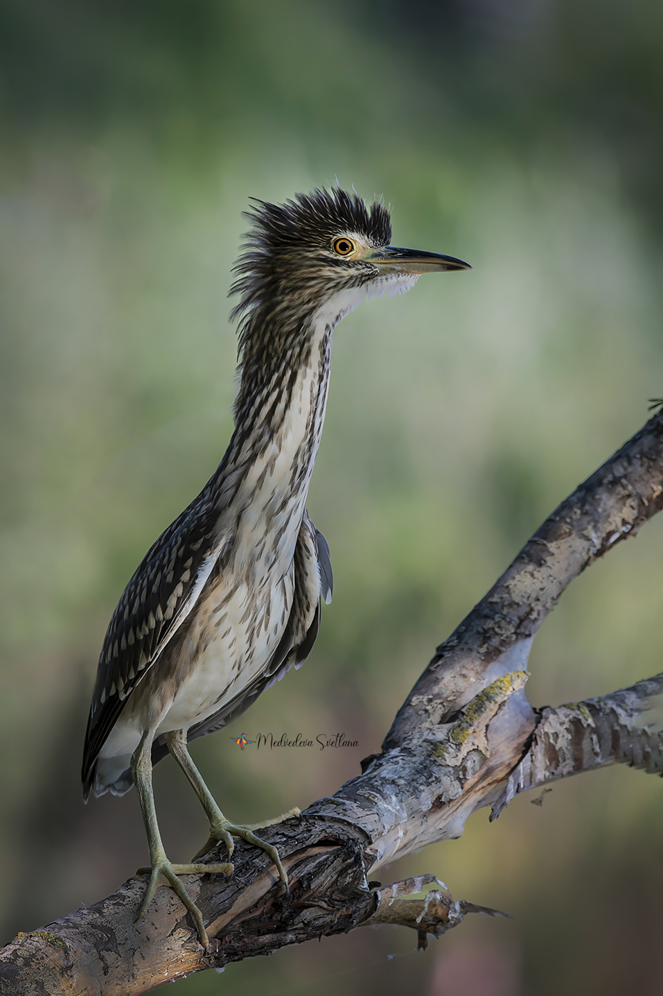 птица, цапля, ночная цапля, кваква, Медведева Светлана