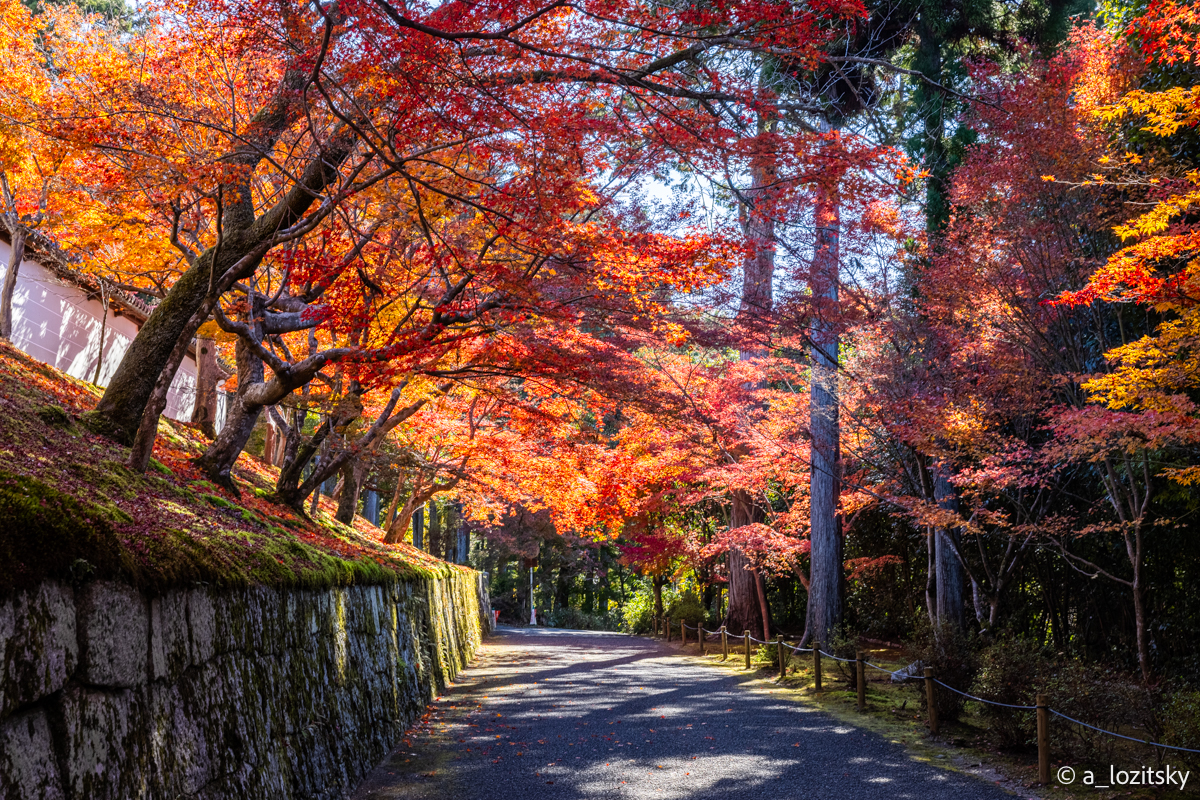 , Лозицкий Александр