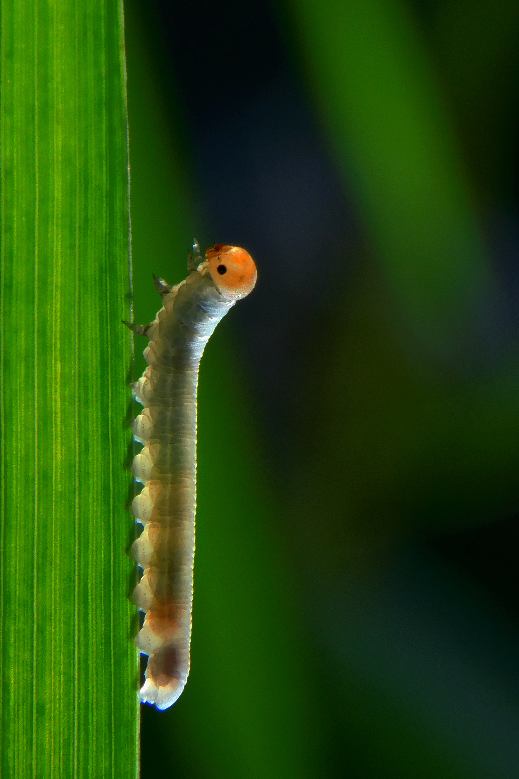 , Сергей Чеченов
