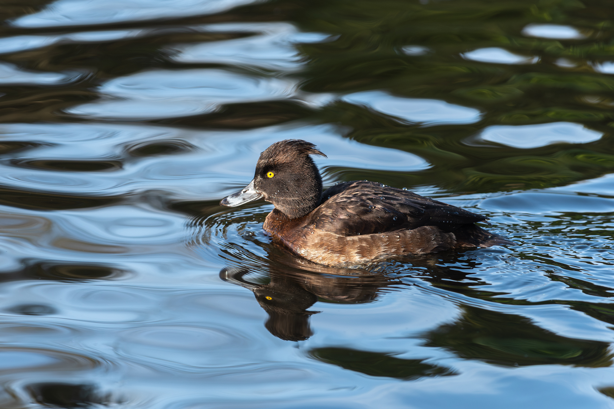 хохлатая чернеть, самка, tufted duck; tufted pochard; aythya fuligula; female, Наталья Паклина