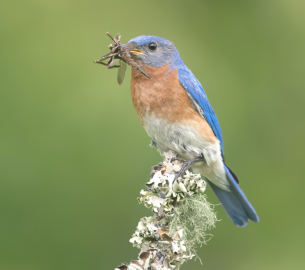 восточная сиалия, eastern bluebird, bluebird, Etkind Elizabeth