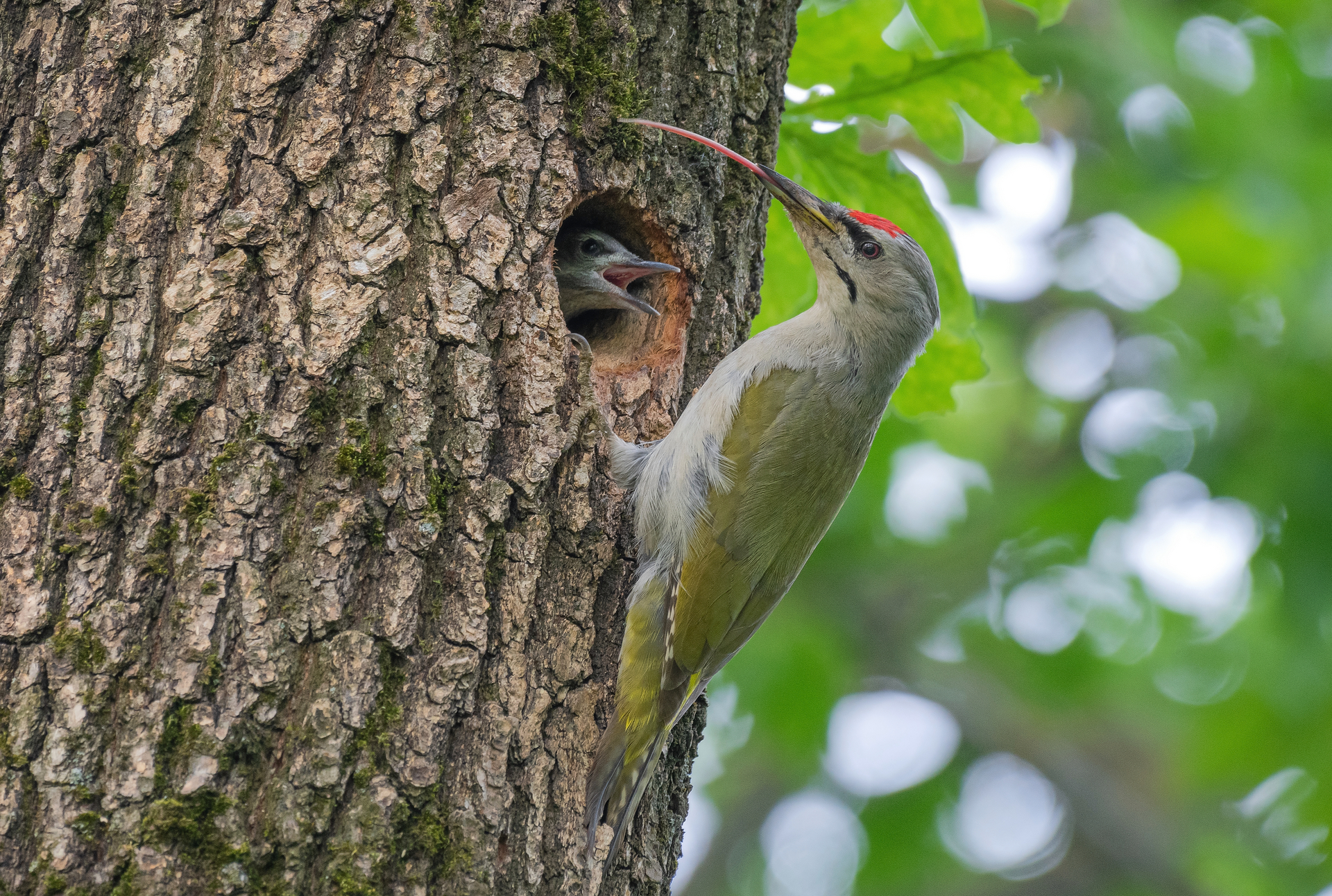 седой, дятел, птицы, птенцы, весна, лето, фотоохота, Сигушин Руслан