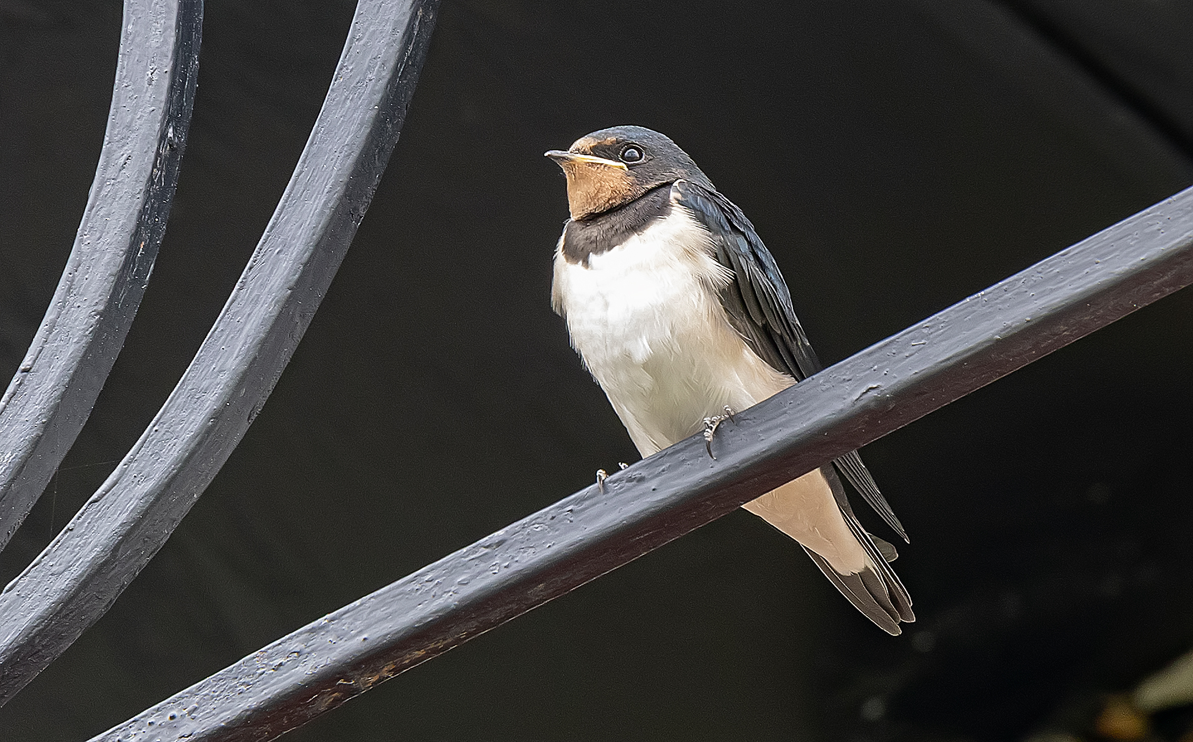 , Широких Александр