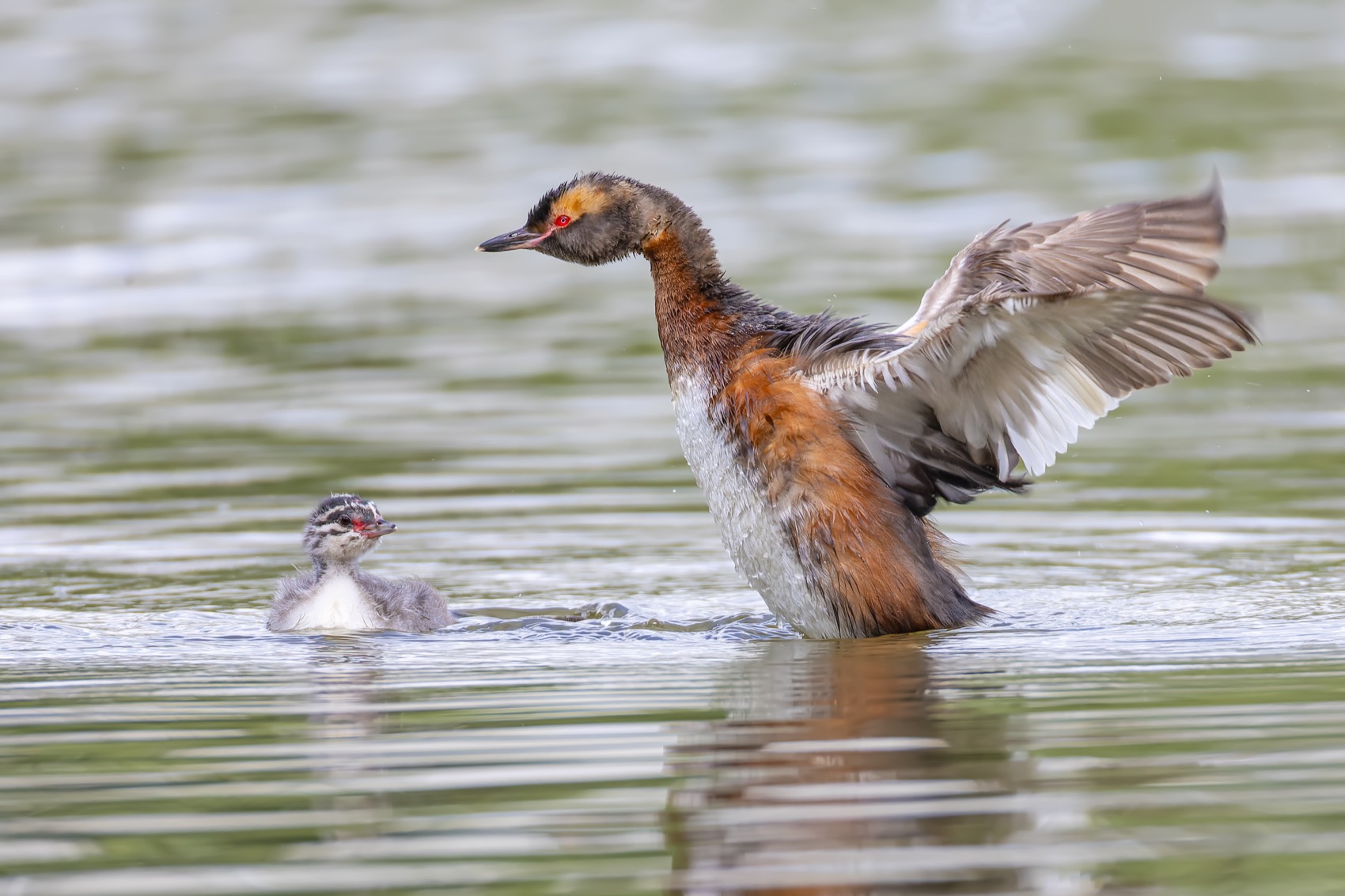 красношейная поганка, поганка, птенец, птицы, Руслан Pl