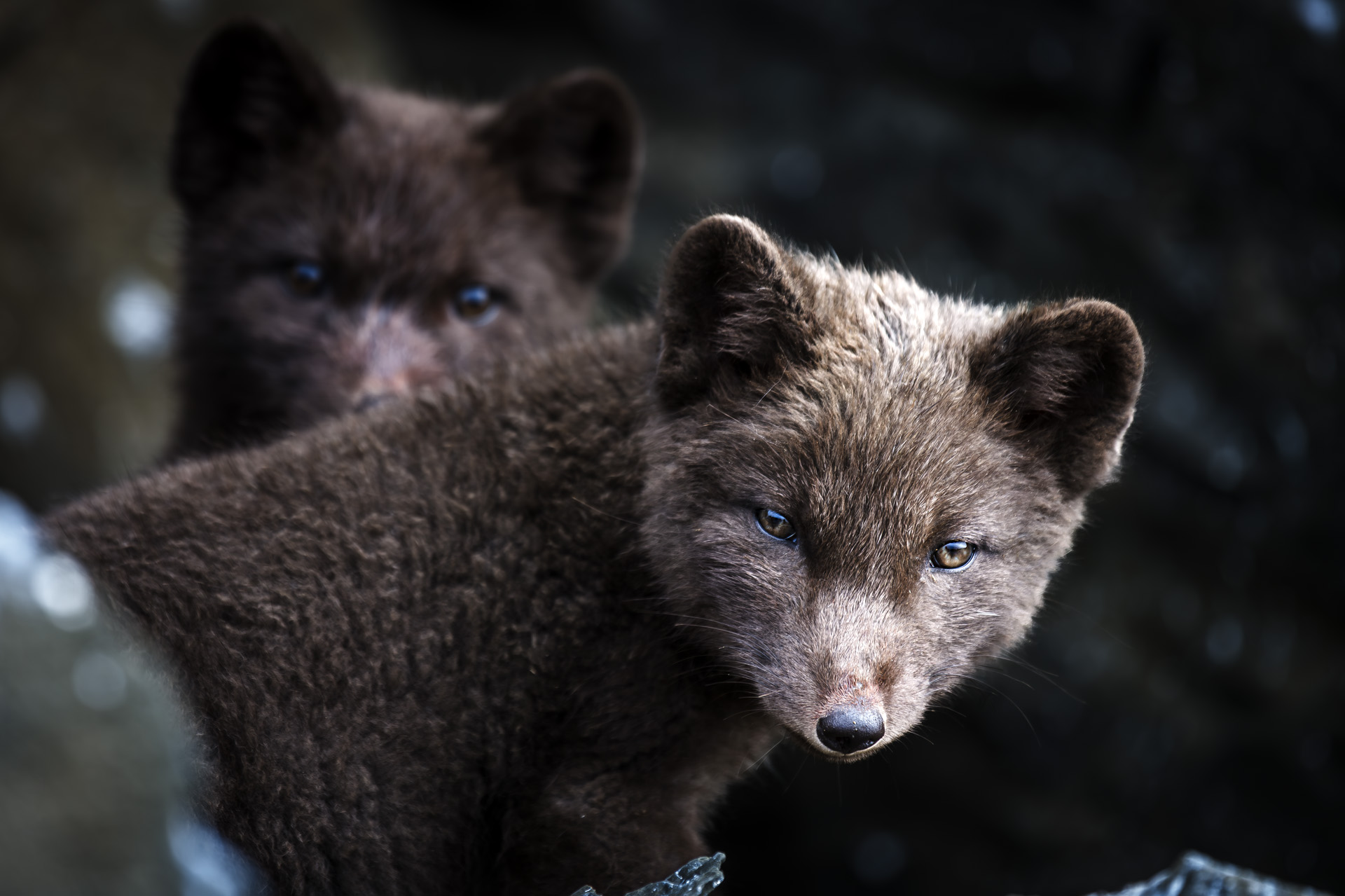 берингийский песец, щенки, остров беринга, командорские острова, Уткин Дмитрий