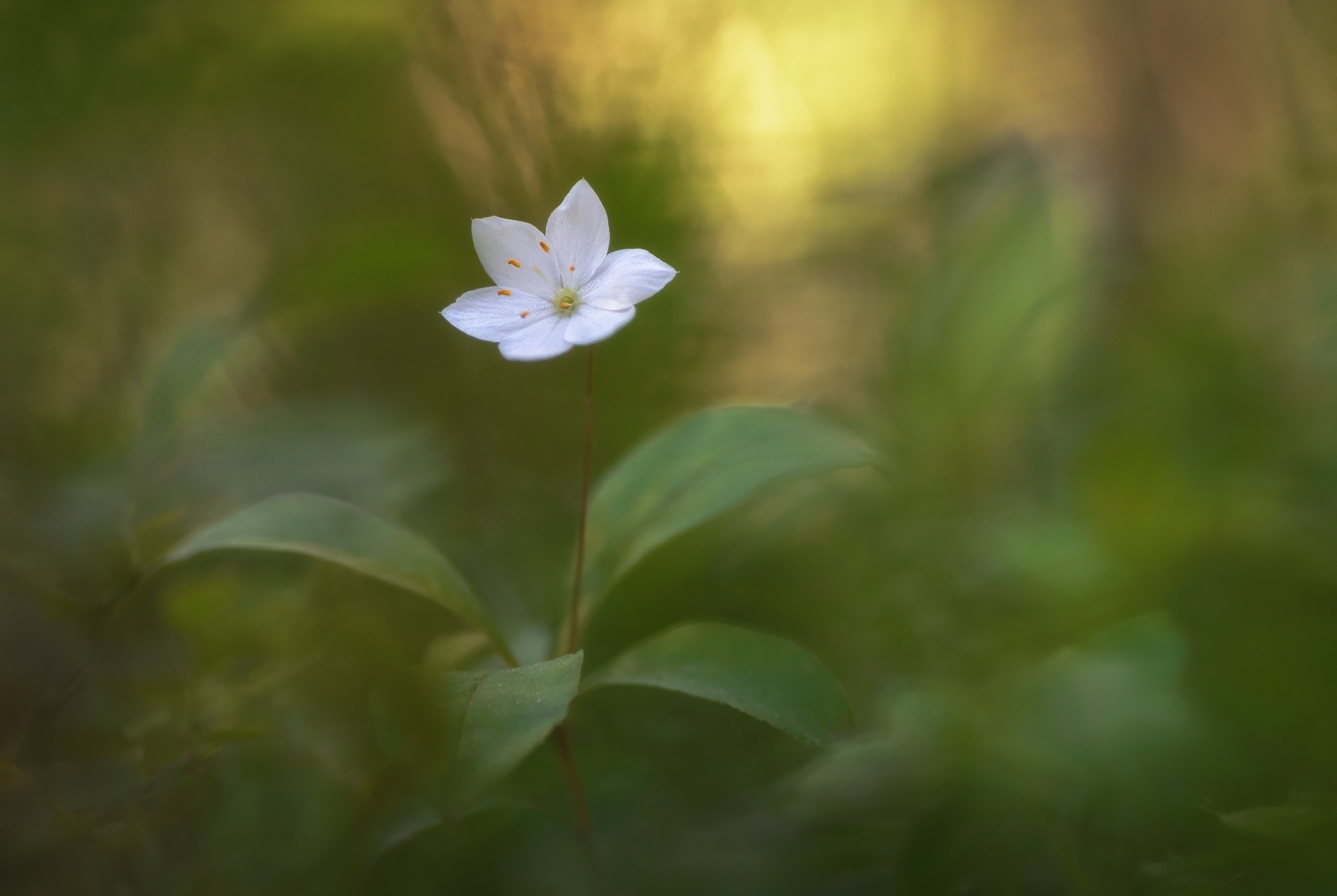 , Панова Зоя