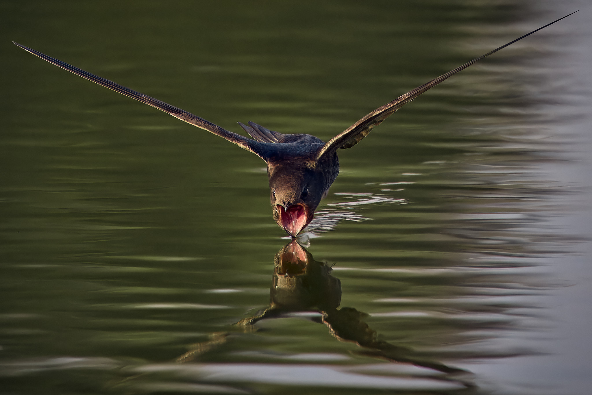 стриж пьет воду на лету птица, Mikhail Khmelevskiy