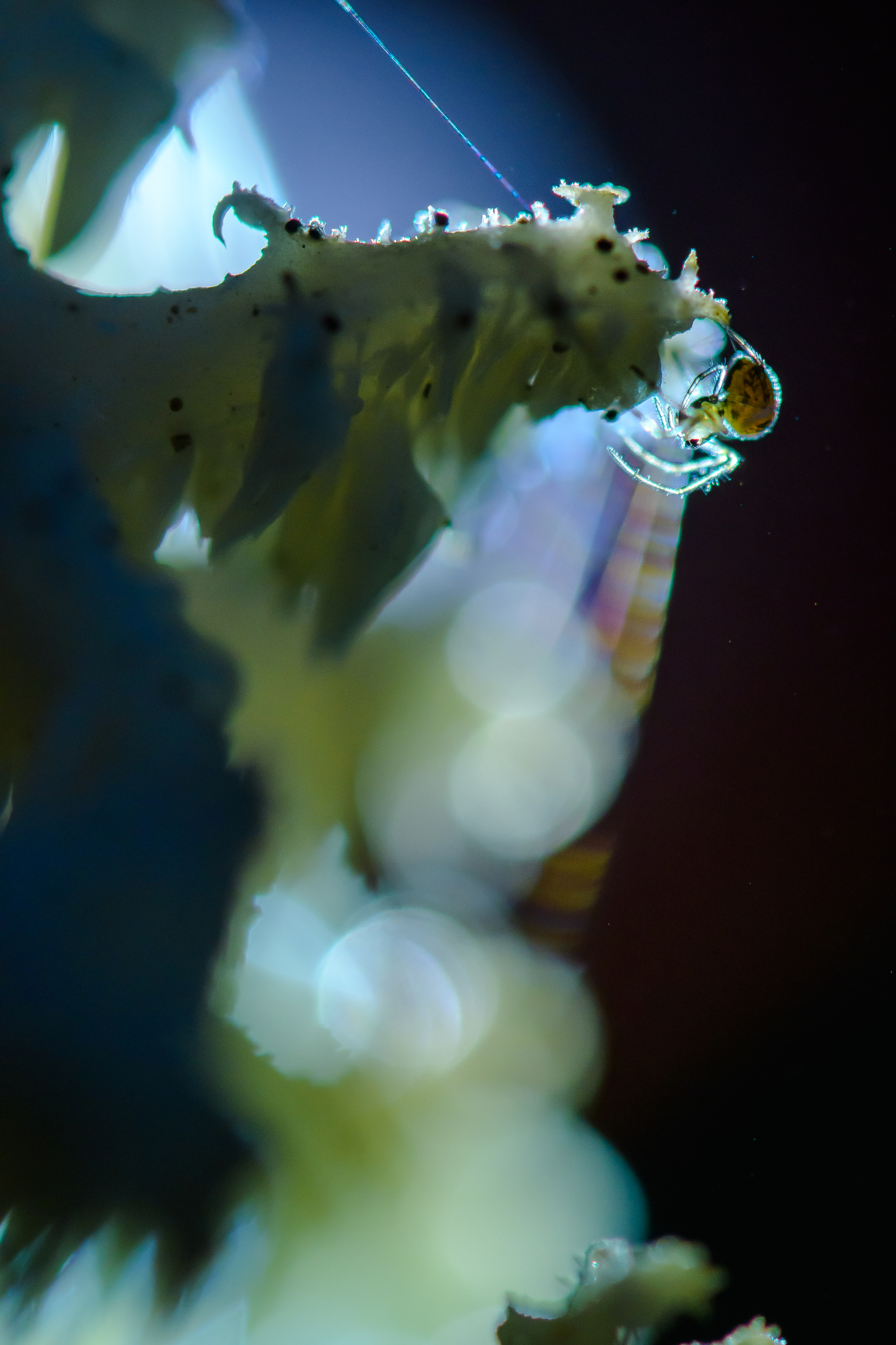 паук, ежовик, Соварцева Ксения