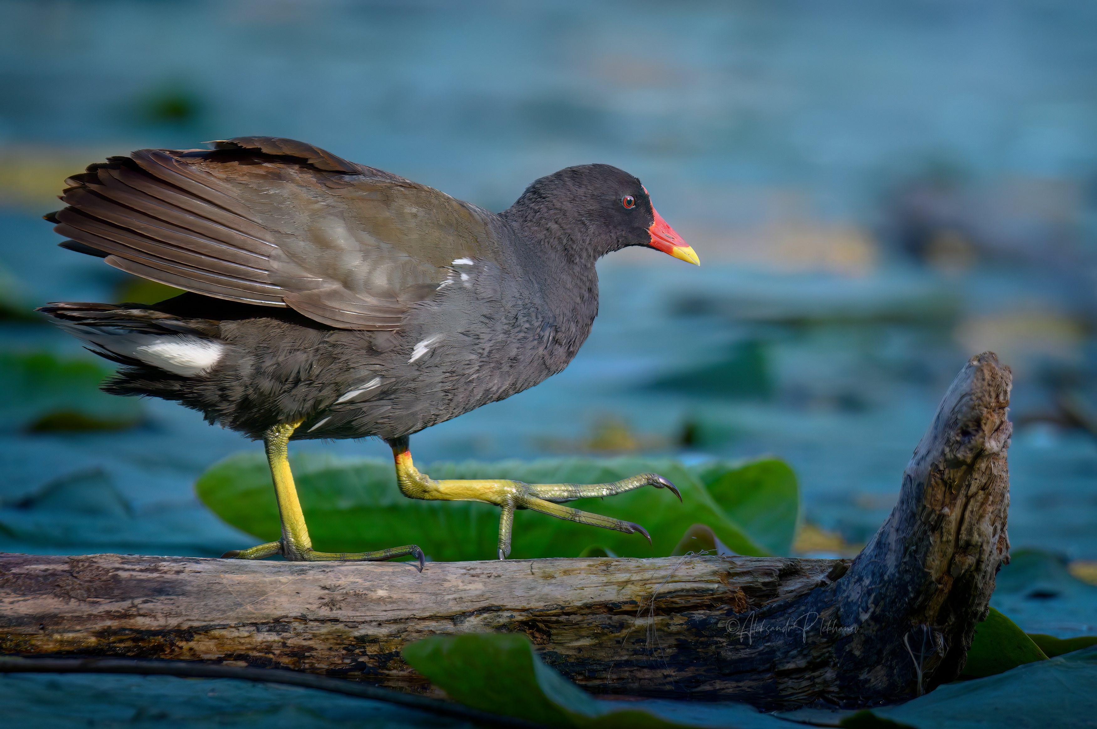 wildlife, common moorhen, утро голенастое., Плеханов Александр