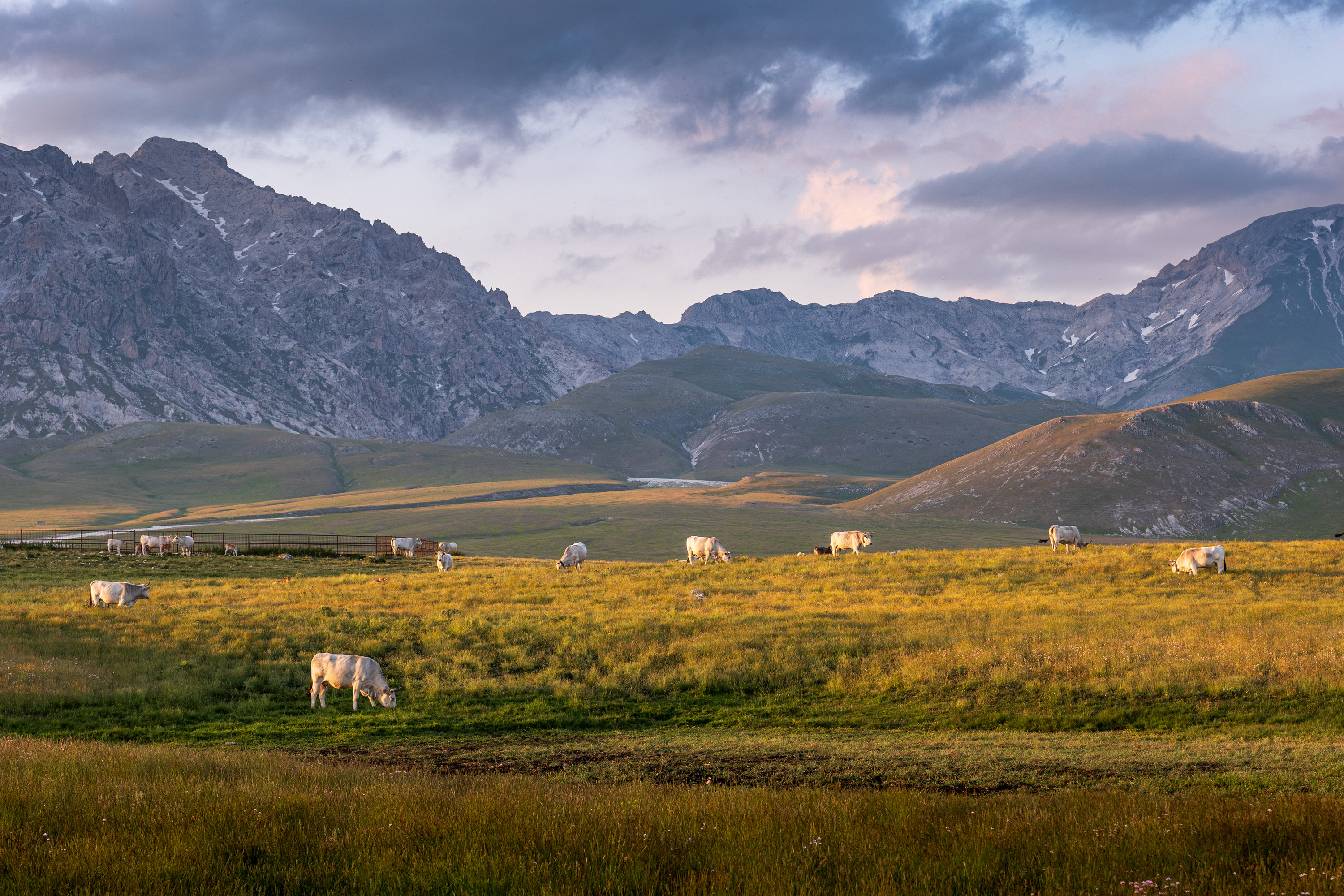 gran sasso, italy, mountains, evening, cow, Гордон Николай