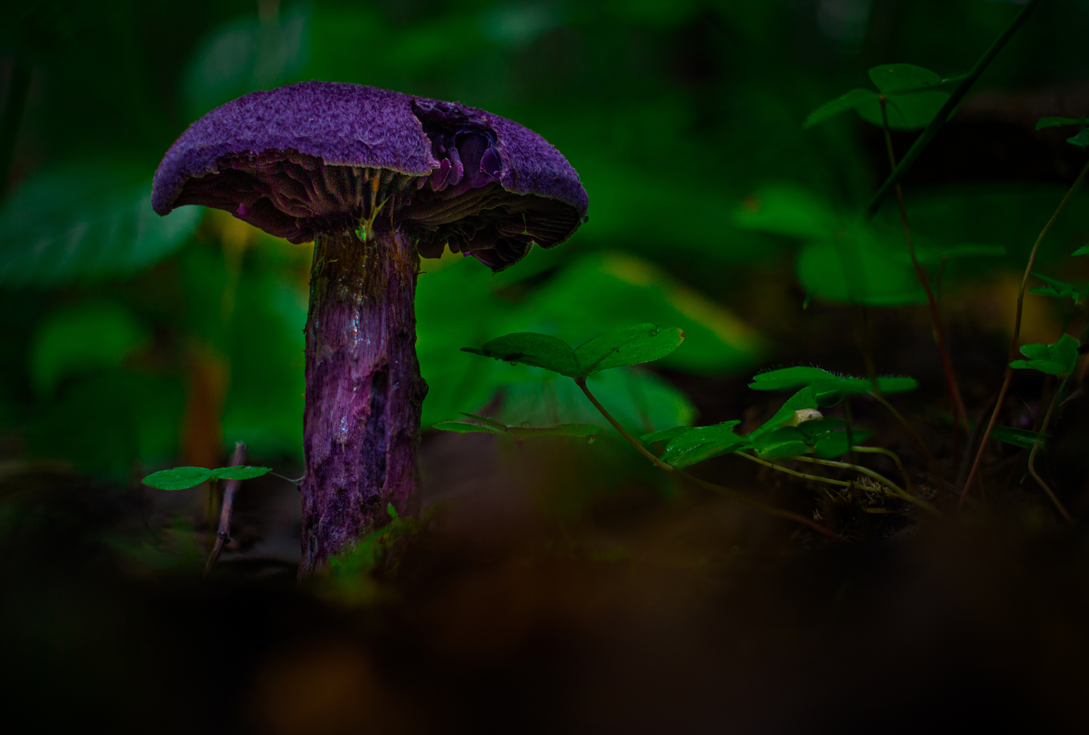 , Кокорин Алексей