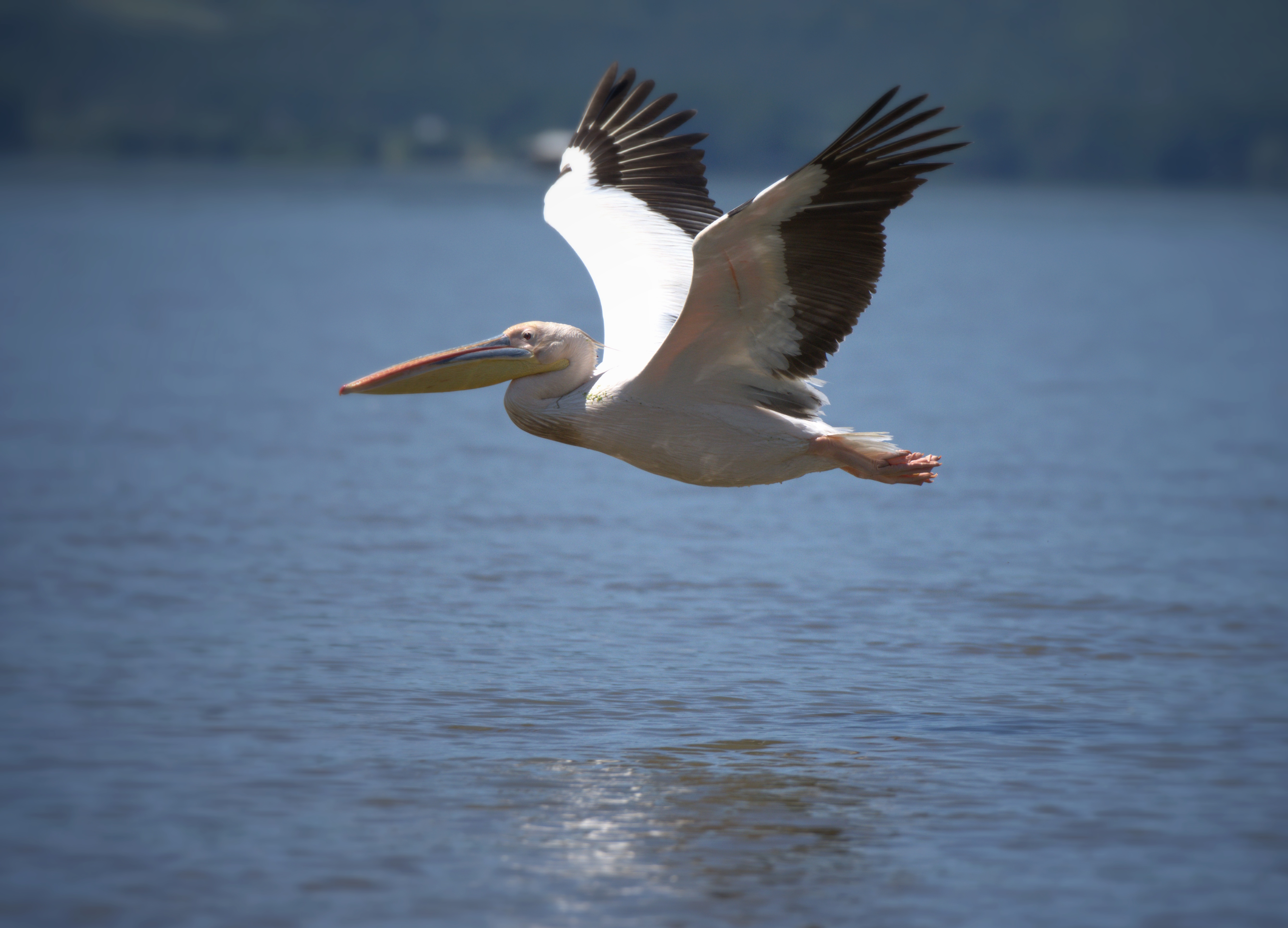 , Герчев Николай