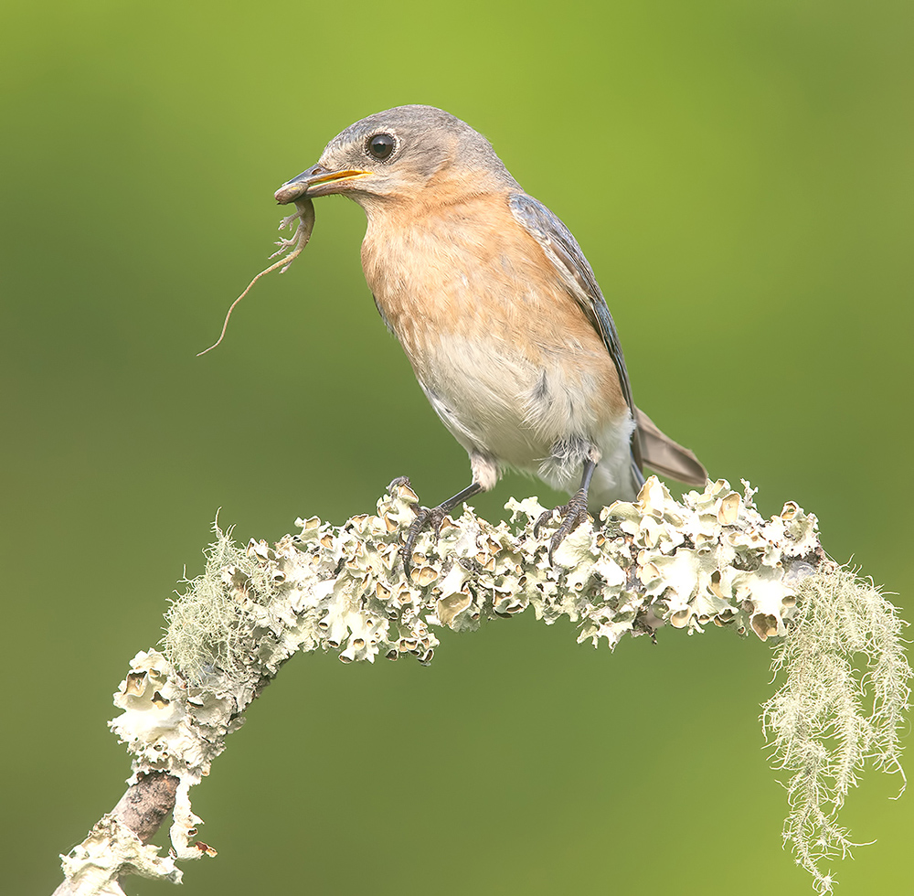 восточная сиалия, eastern bluebird, bluebird, Etkind Elizabeth
