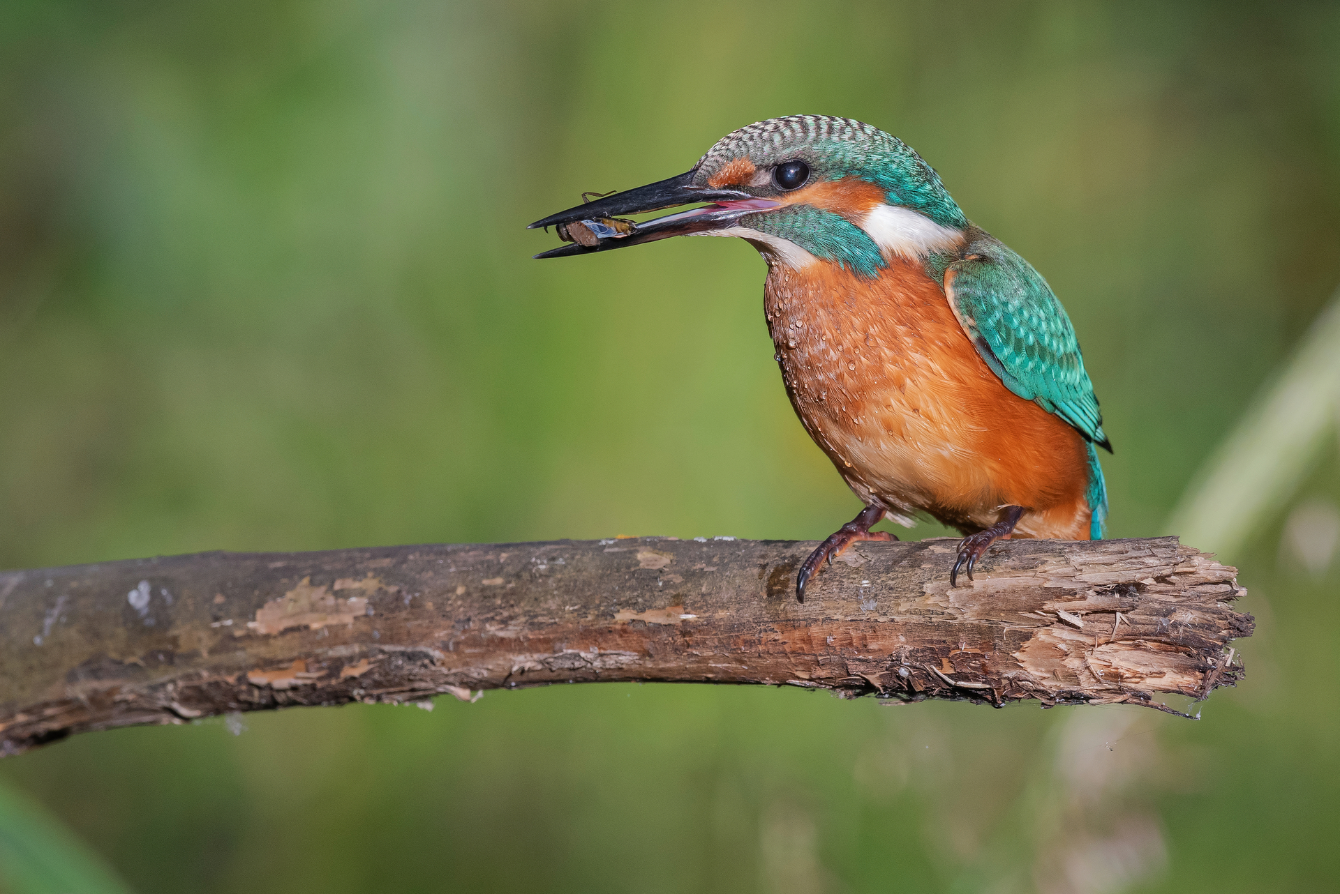 зимородок, птицы, весна, лето, фотоохота, Сигушин Руслан