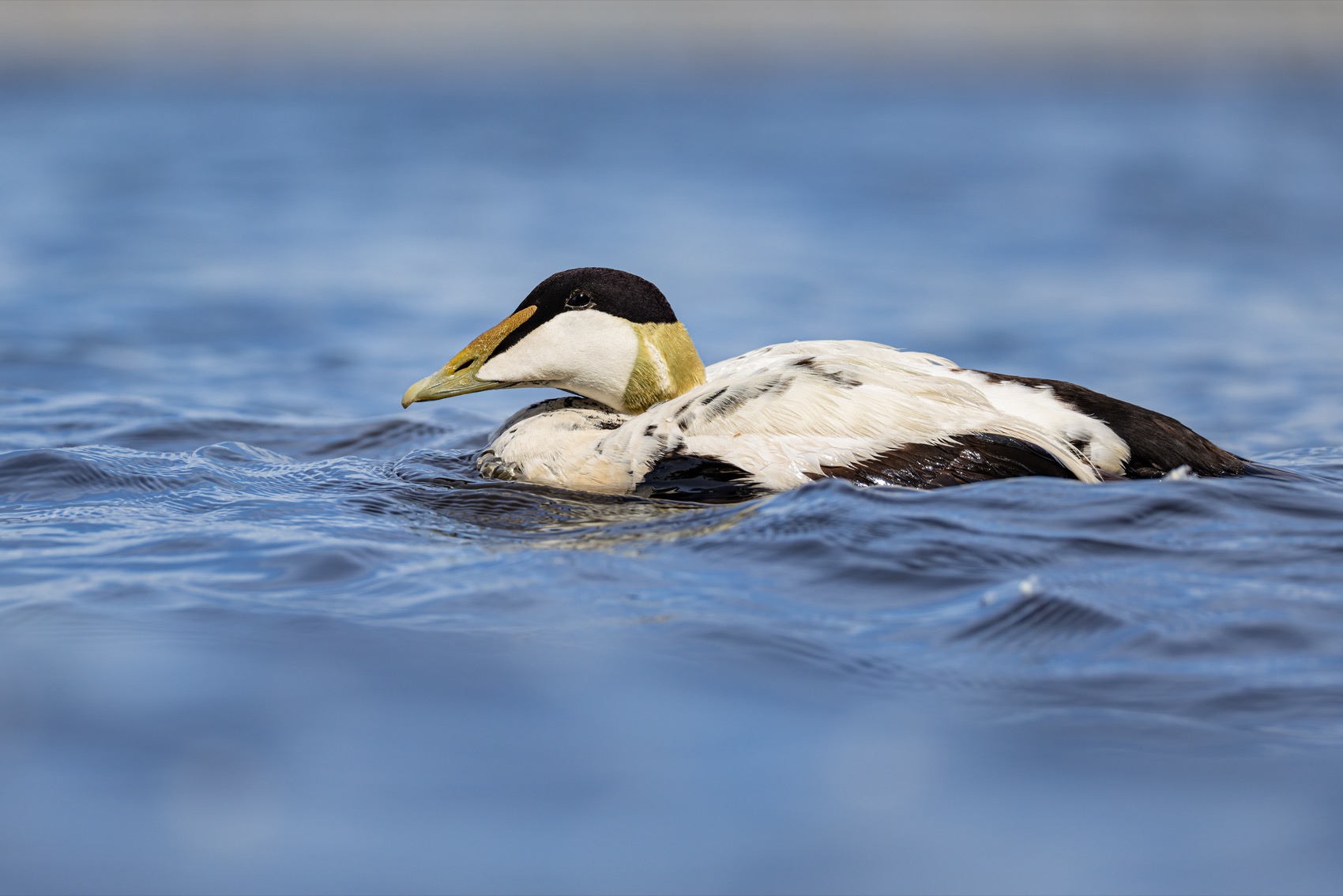 гага, птицы, утка, нева, Руслан Pl