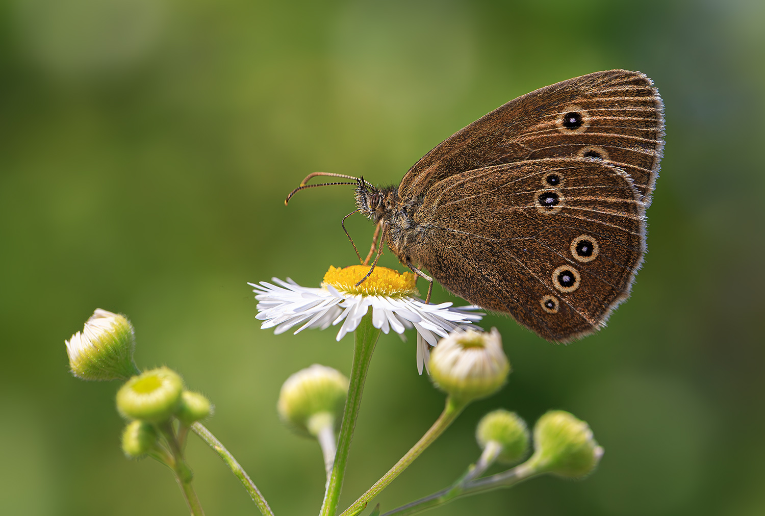 насекомые, бабочка, глазок, цветочный, лето, июль, Борис Новиков