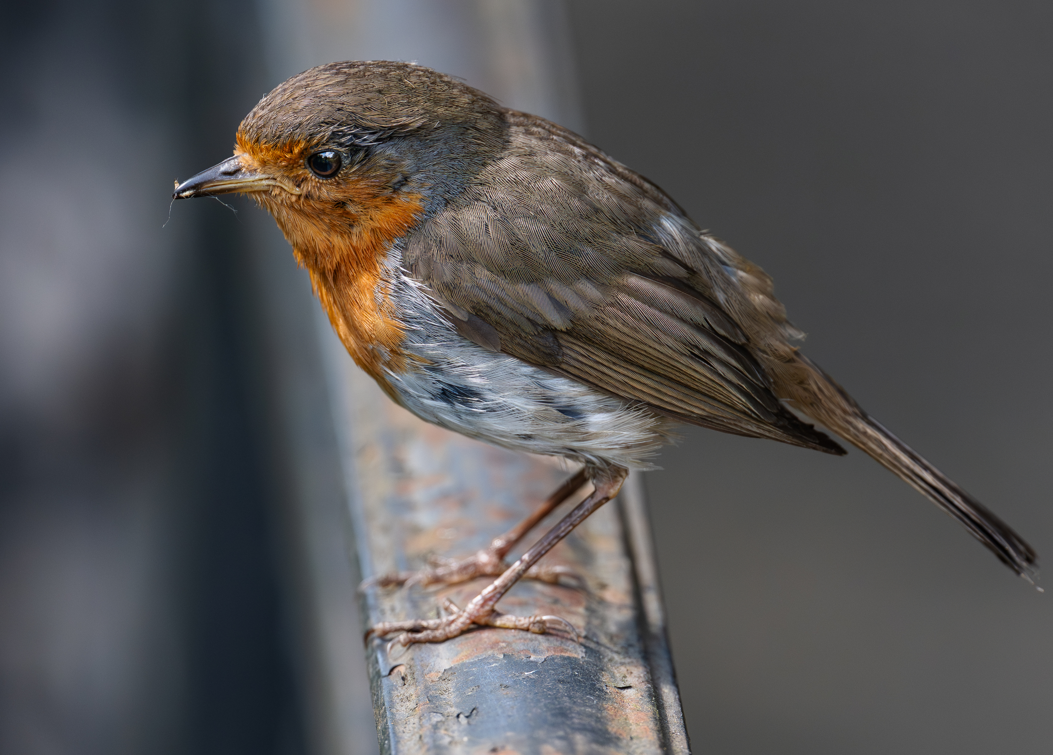 , Курлянцев Алексей