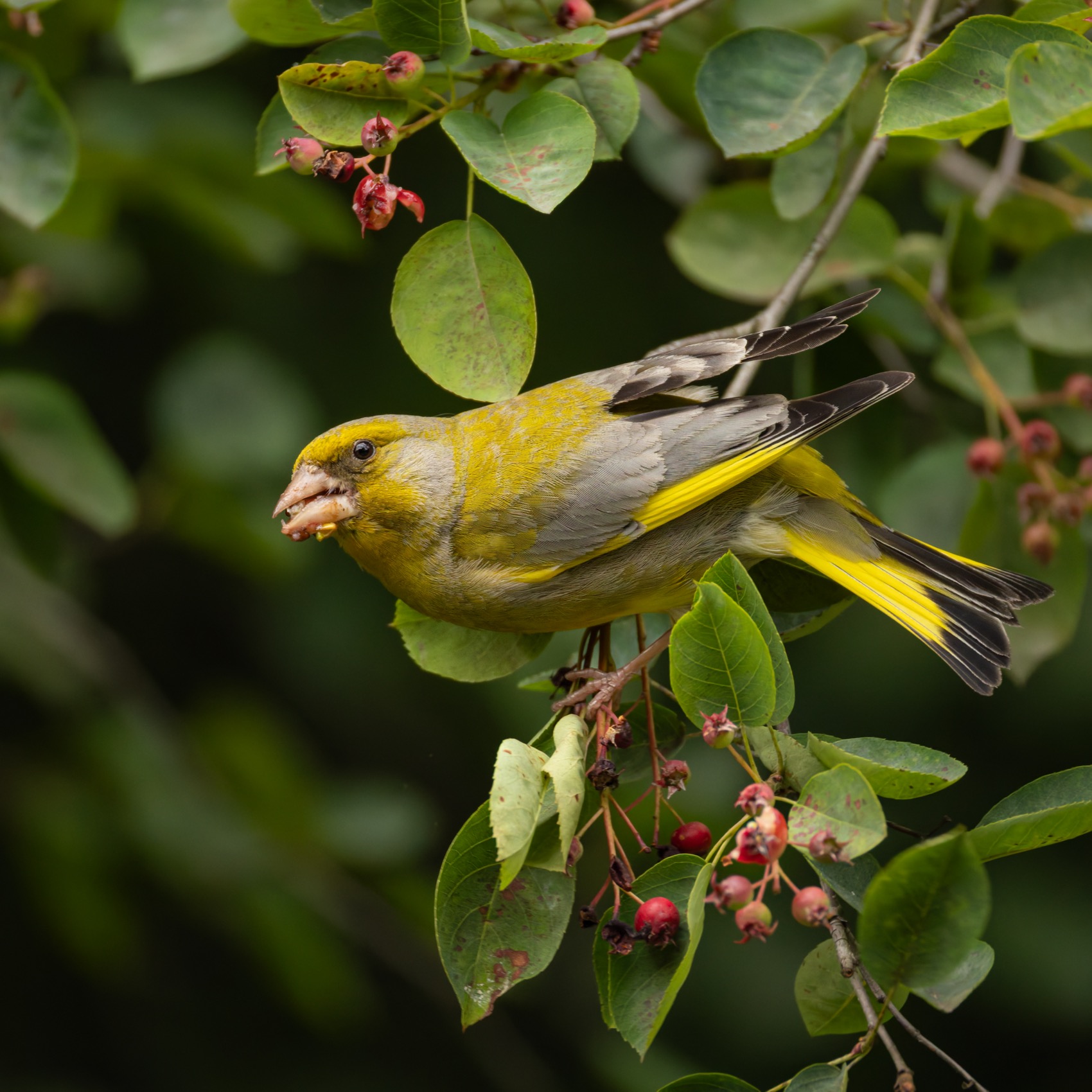 зеленушка, птицы, Руслан Pl