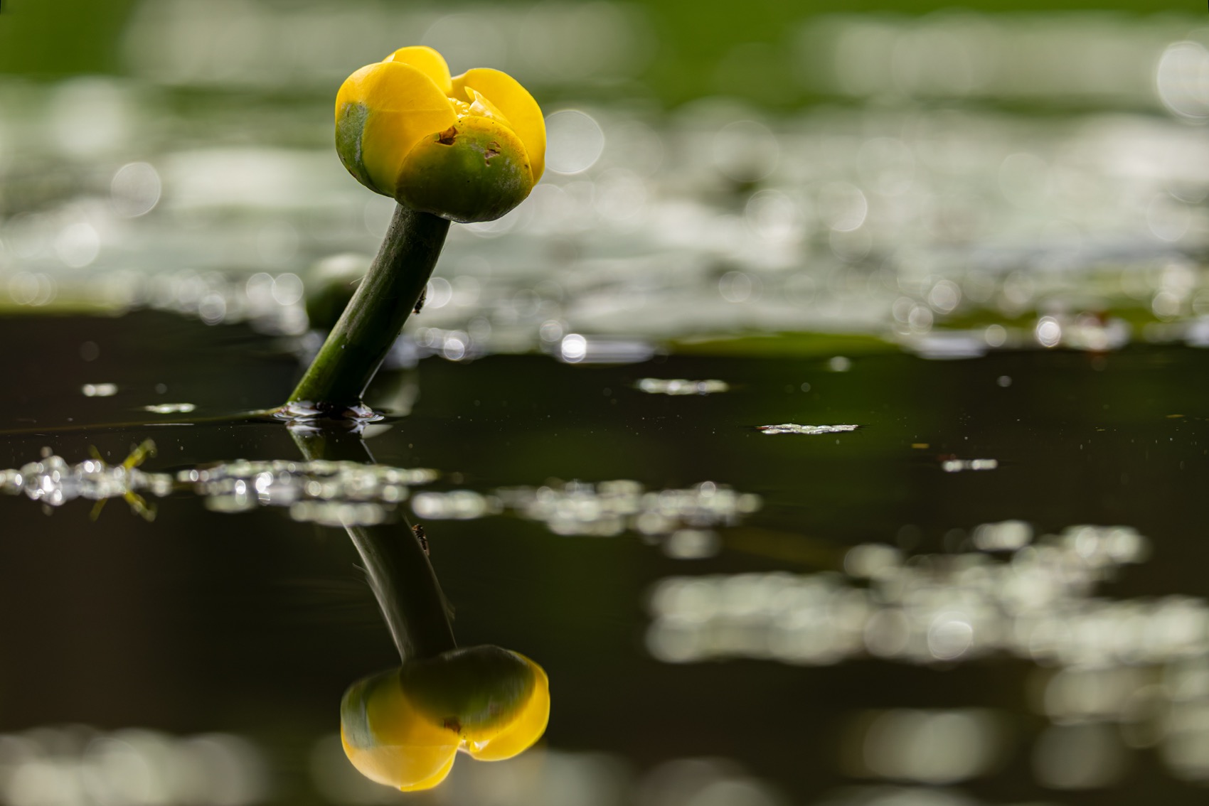 кубышка жёлтая, кубышка, кувшинка, кувшинки, отражение, Руслан Pl