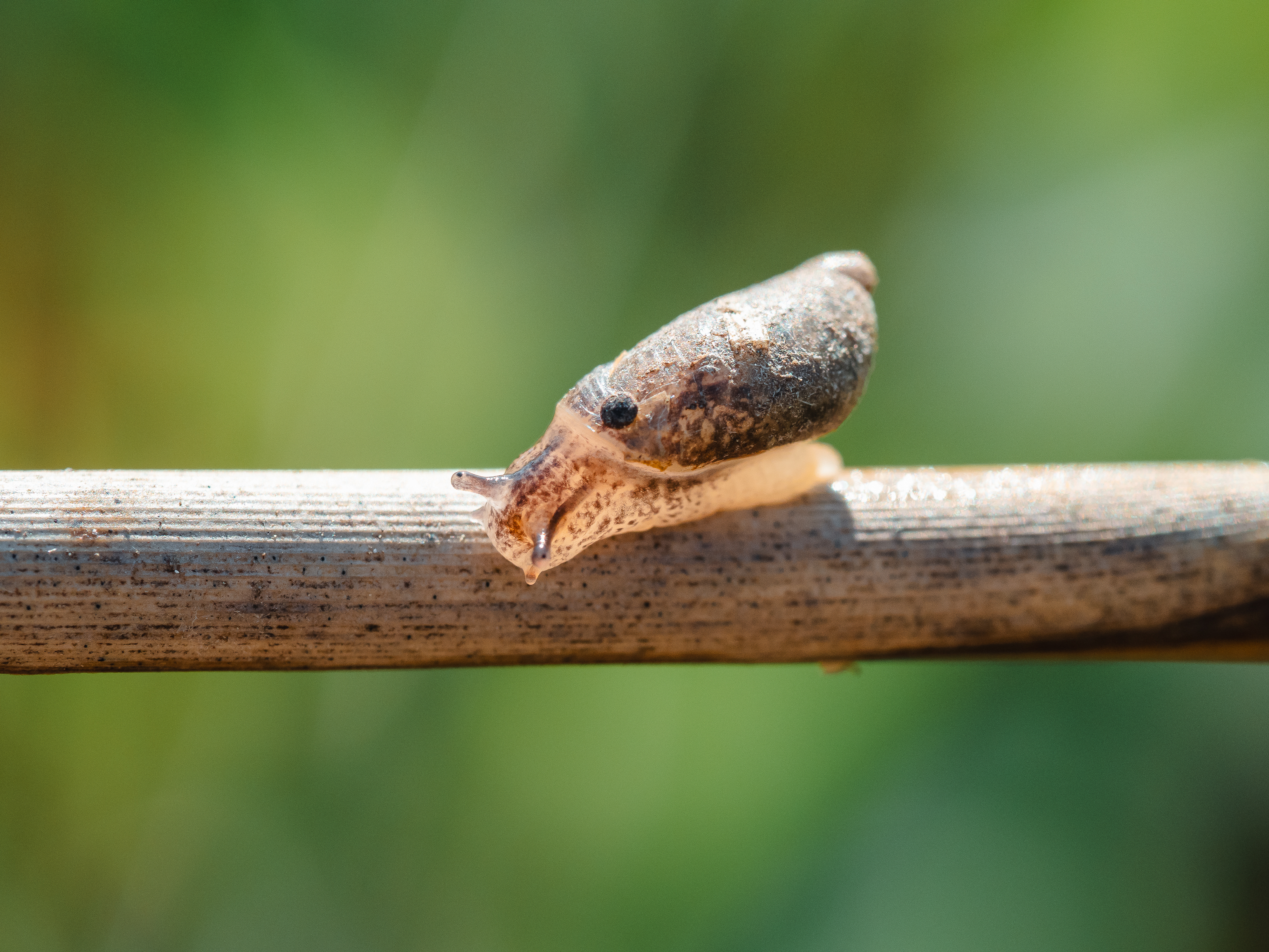 , Ирина Протченко