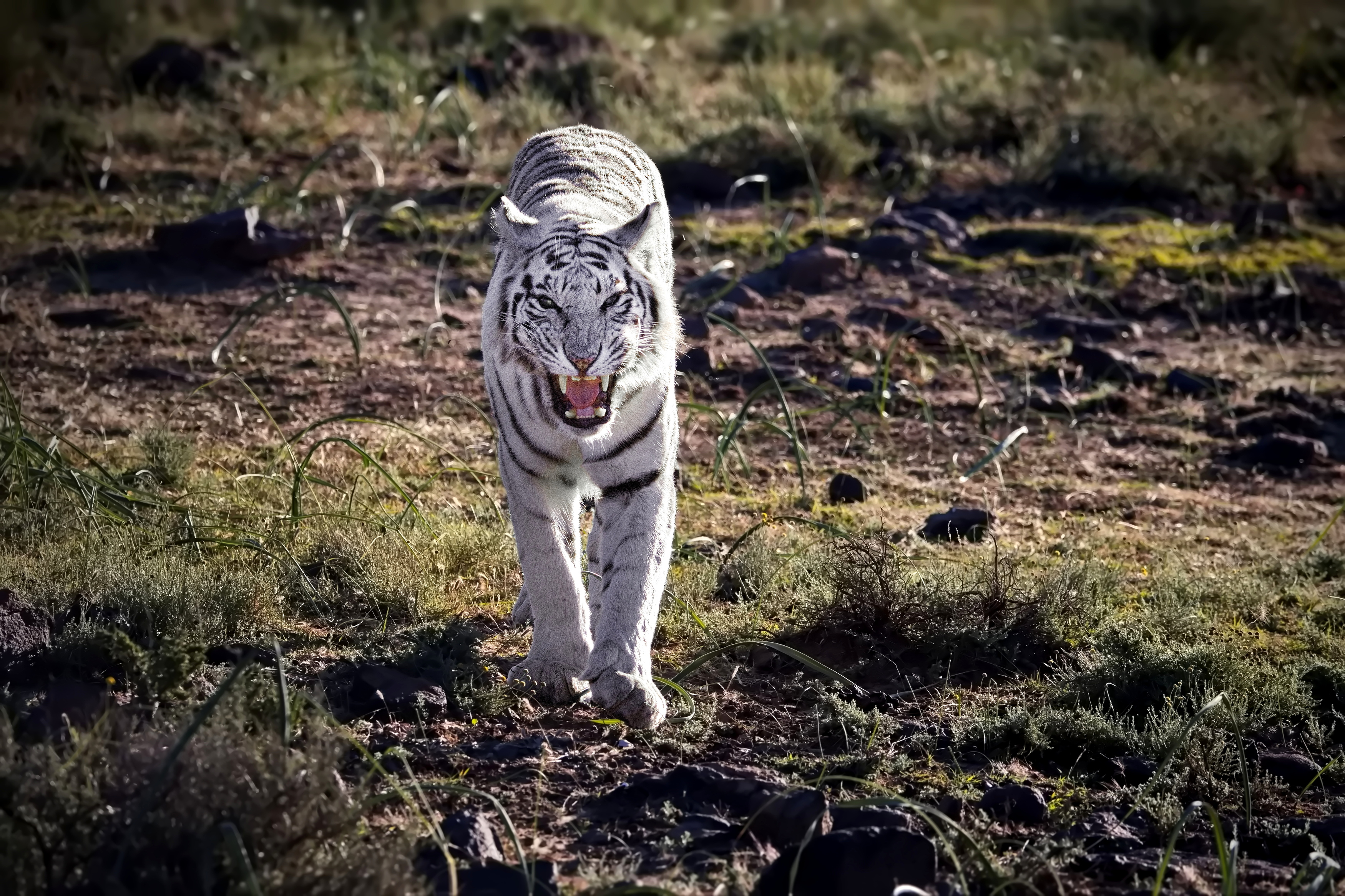 , Александр Перов