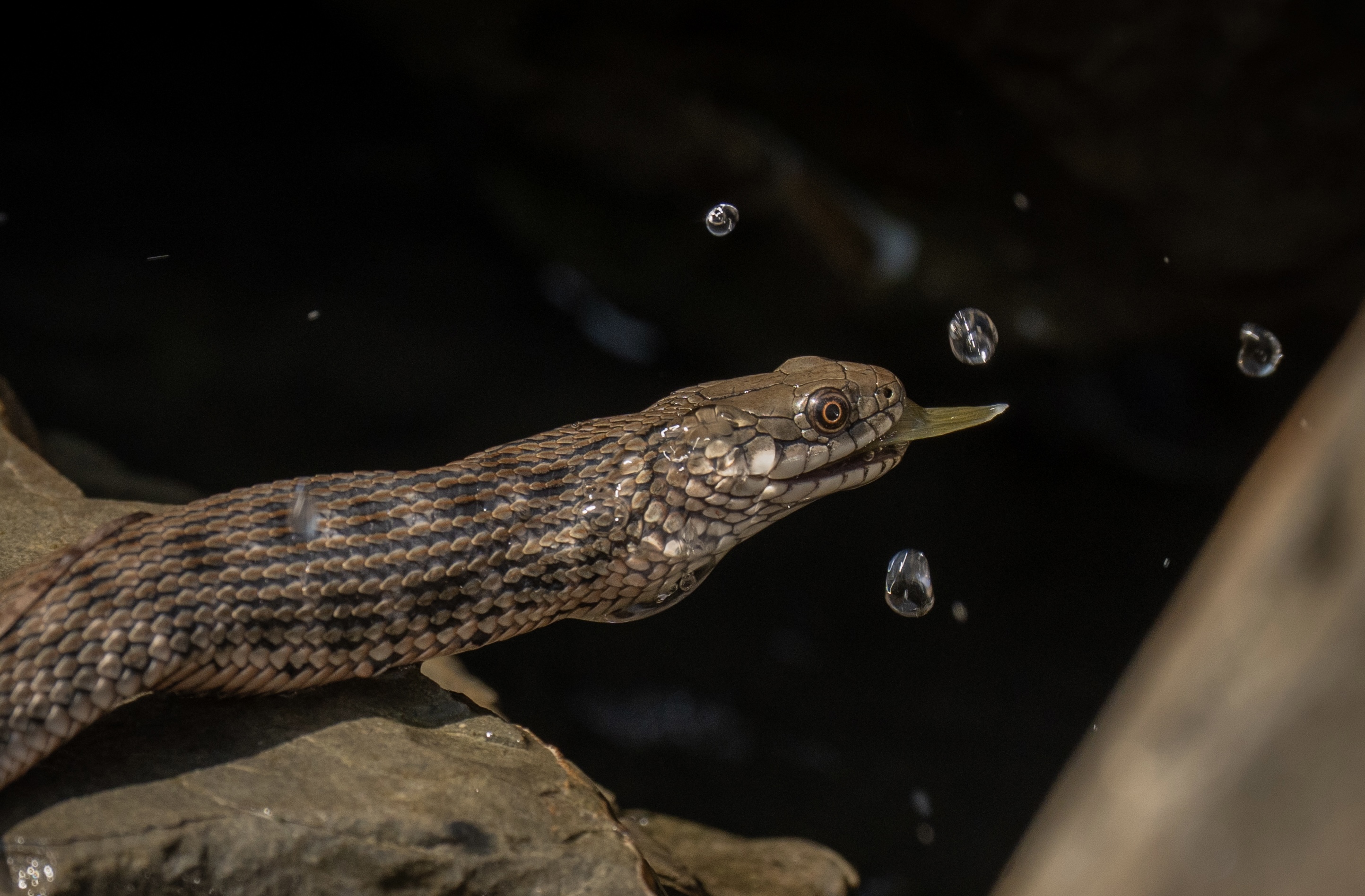 , Владимир Цветов