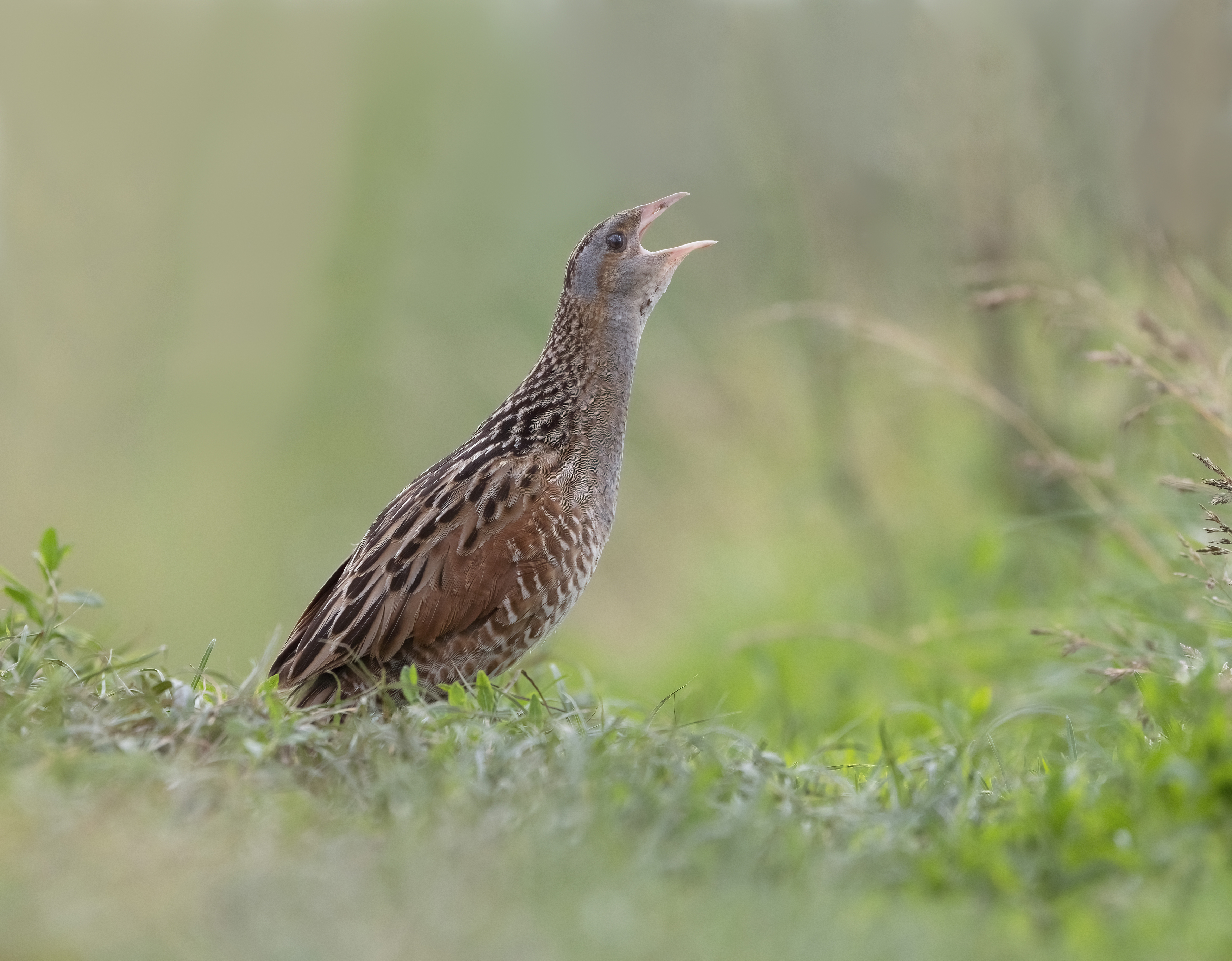 птицы,природа, лето, Андрей Киселёв