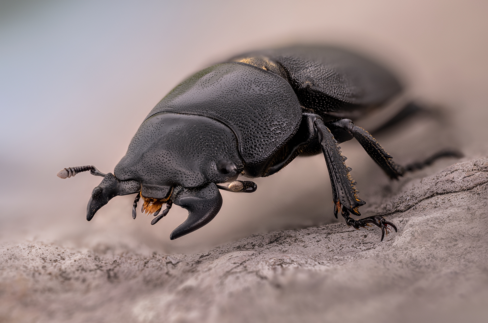 оленёк обыкновенный, lucanidae, dorcus parallelipipedus, Kavaliauskas Eugenijus