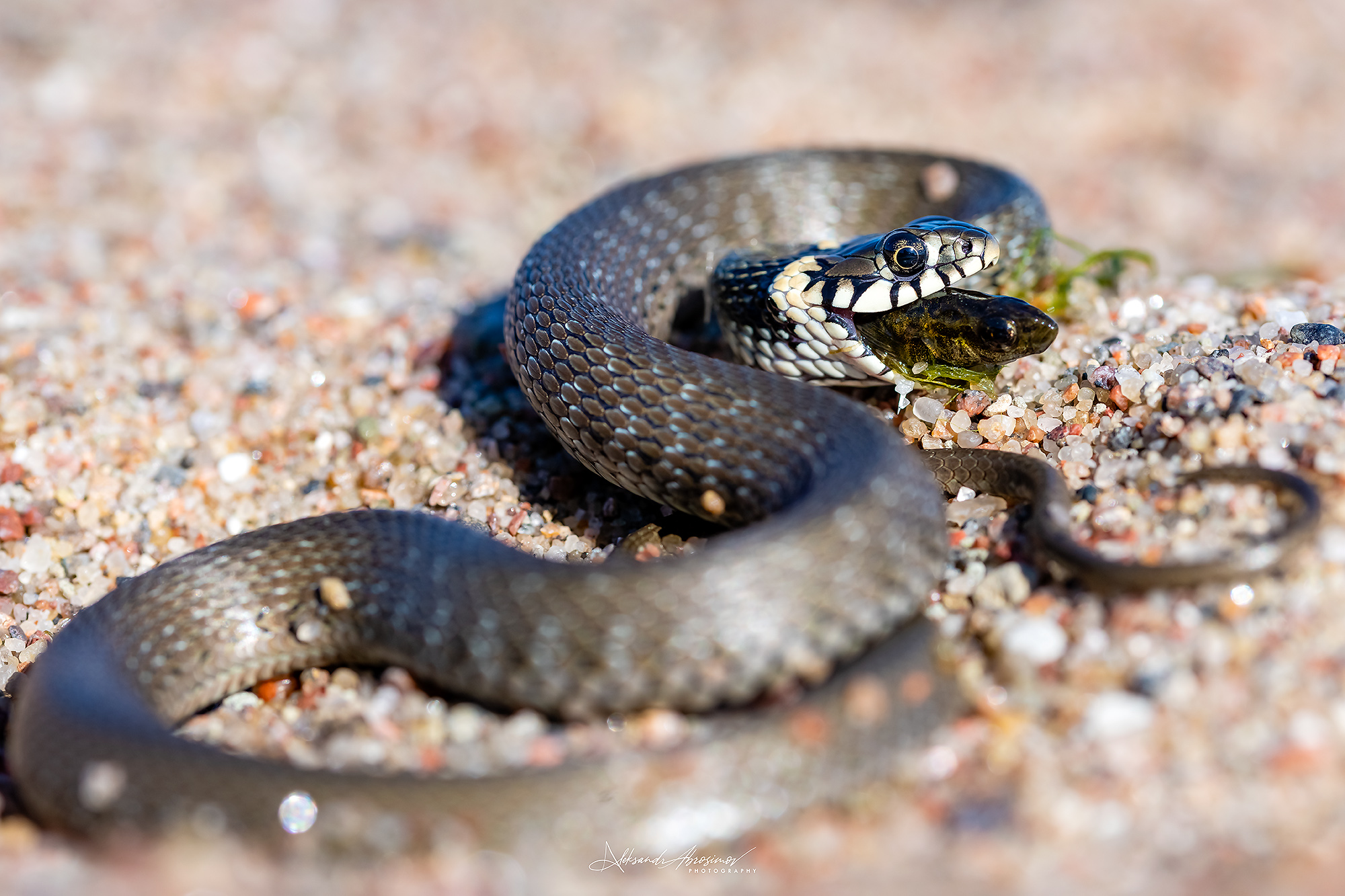 , Абросимов Александр